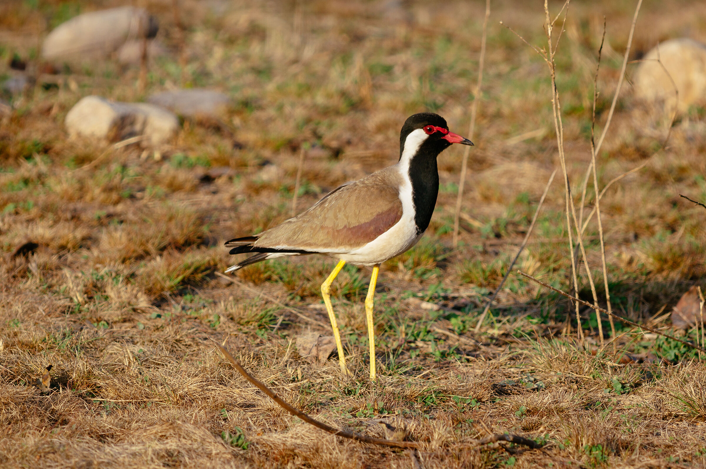 Red-wattled lapwing standing on ground