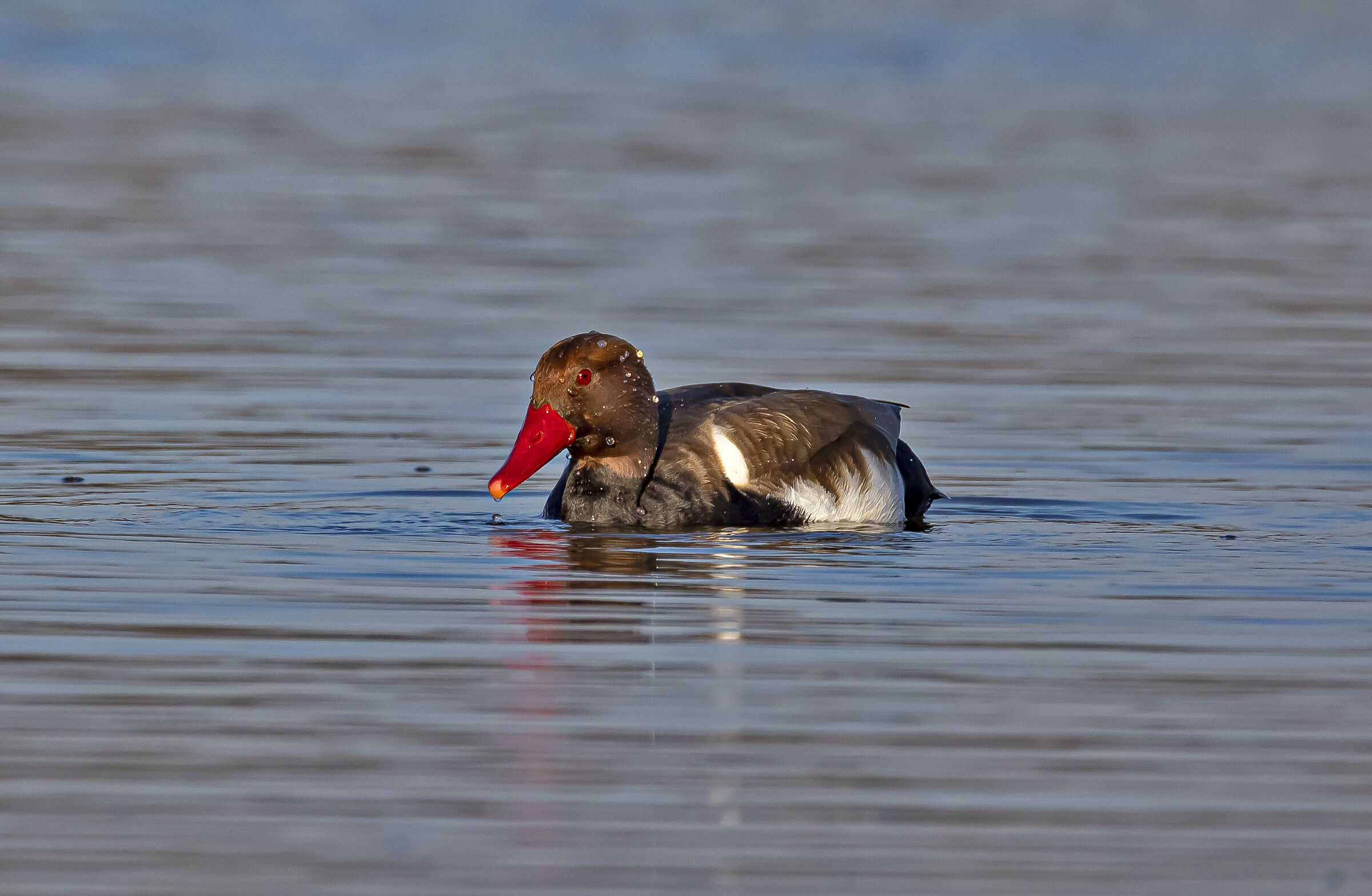 Maschio di Fistione Turco