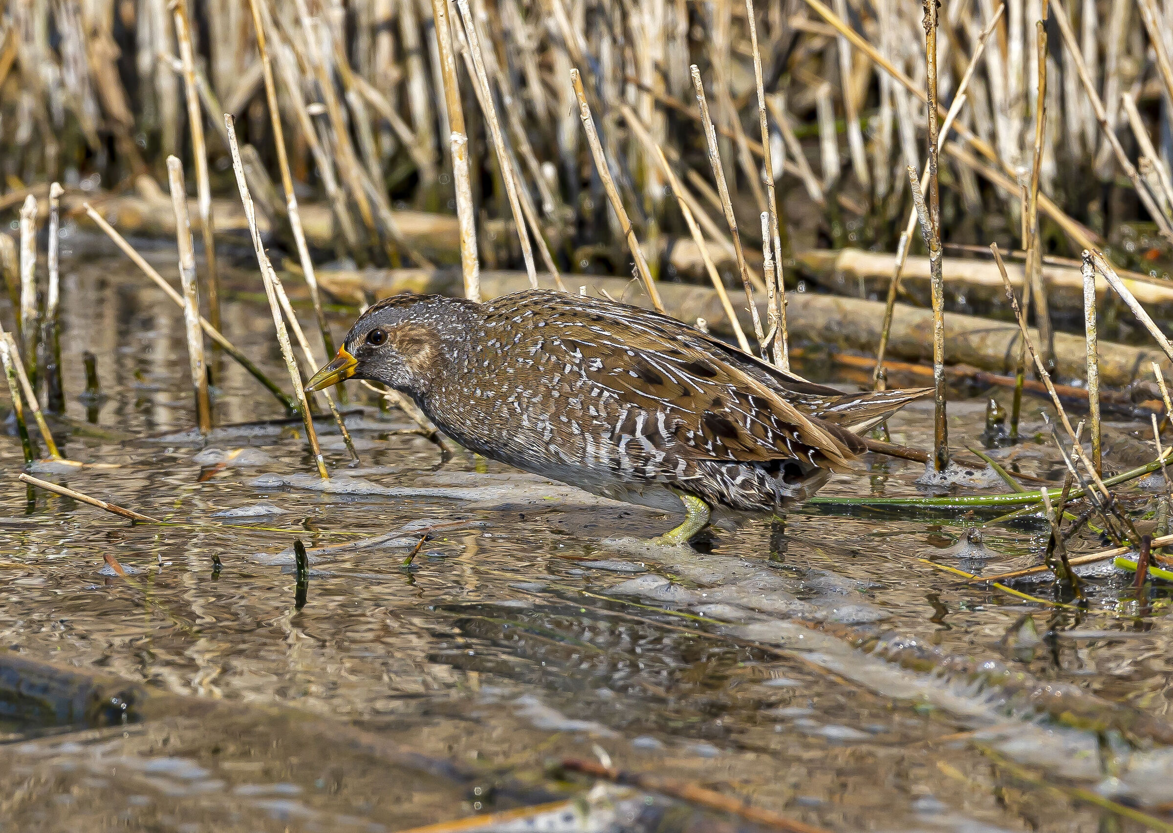 Esemplare giovane di Voltolino