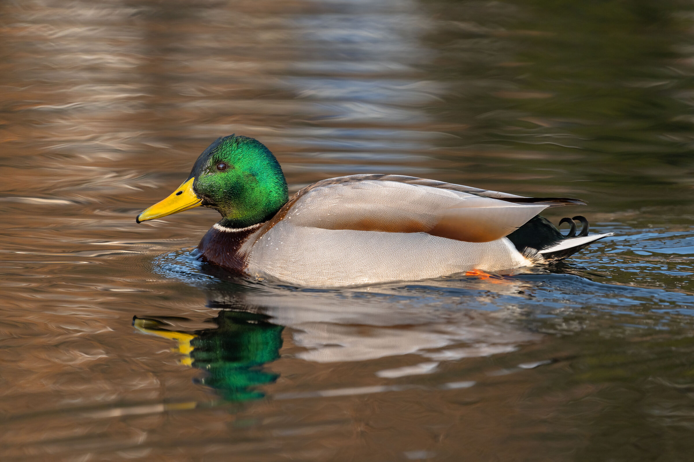 Mallard (Lago Pudro - Trentino)