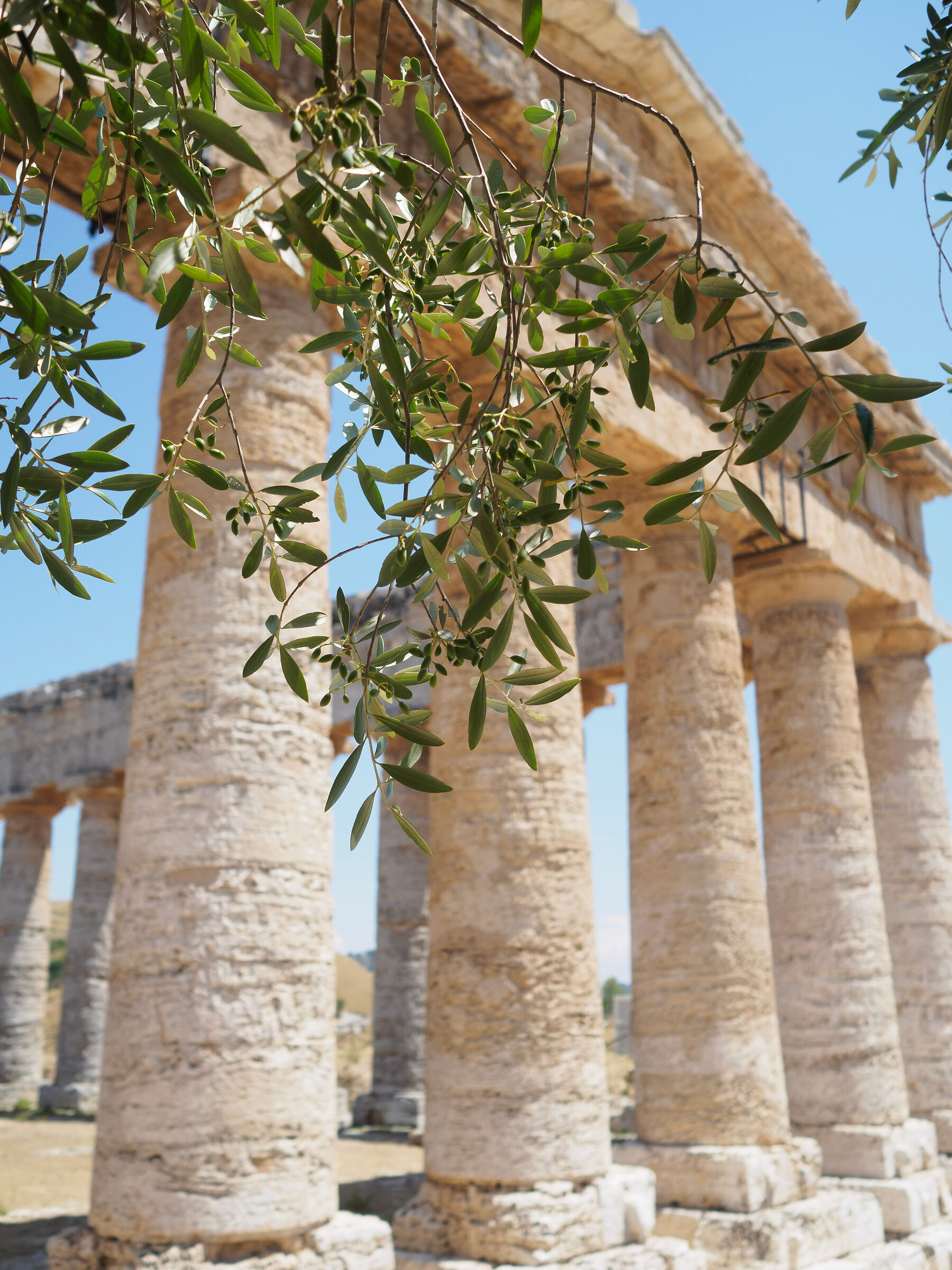 Segesta