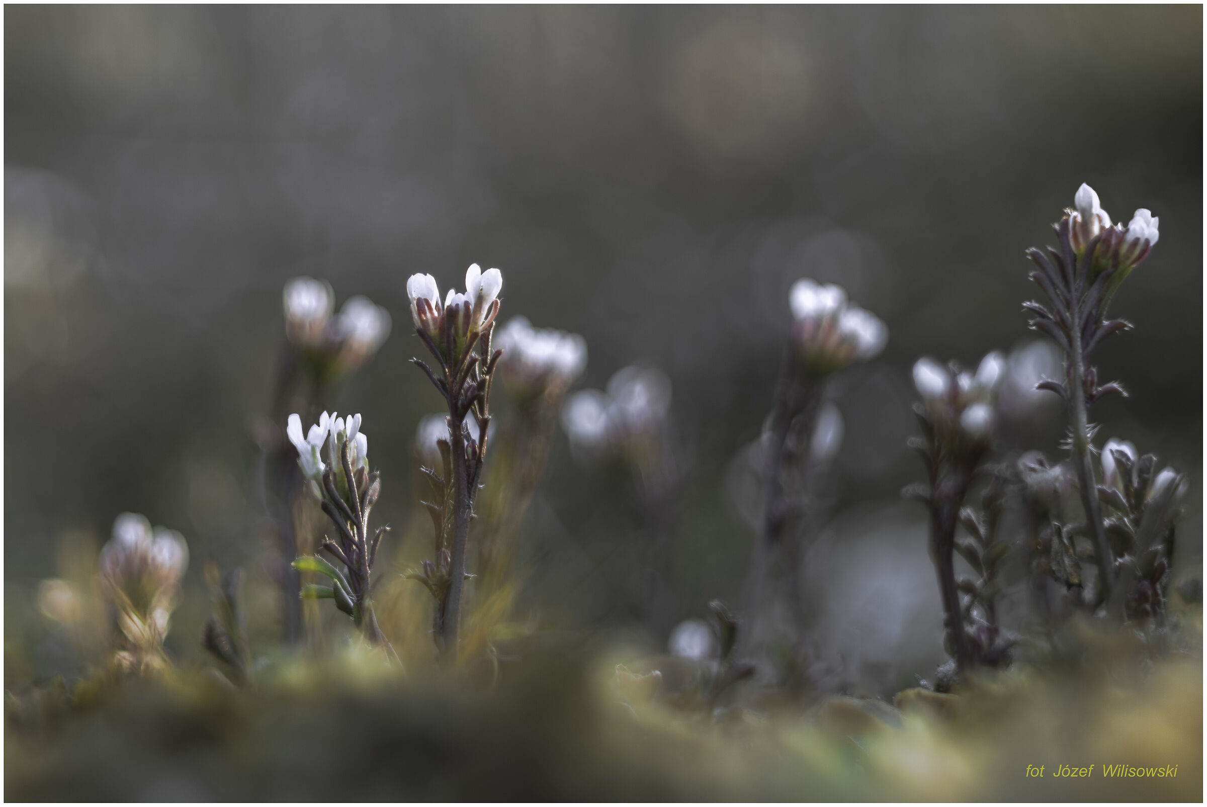 Diaplan 80/2,8 modificato