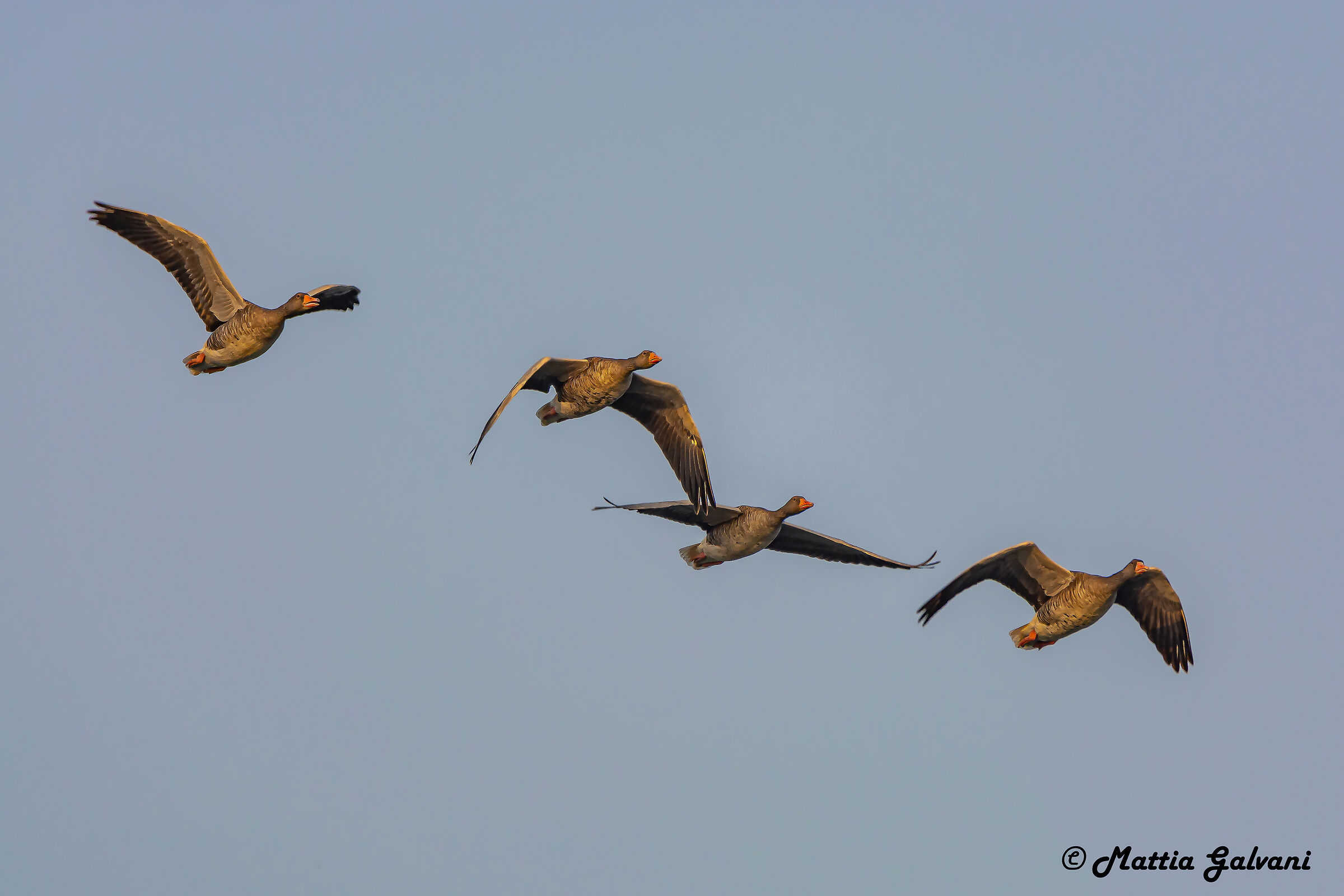 Oche Selvatiche in volo