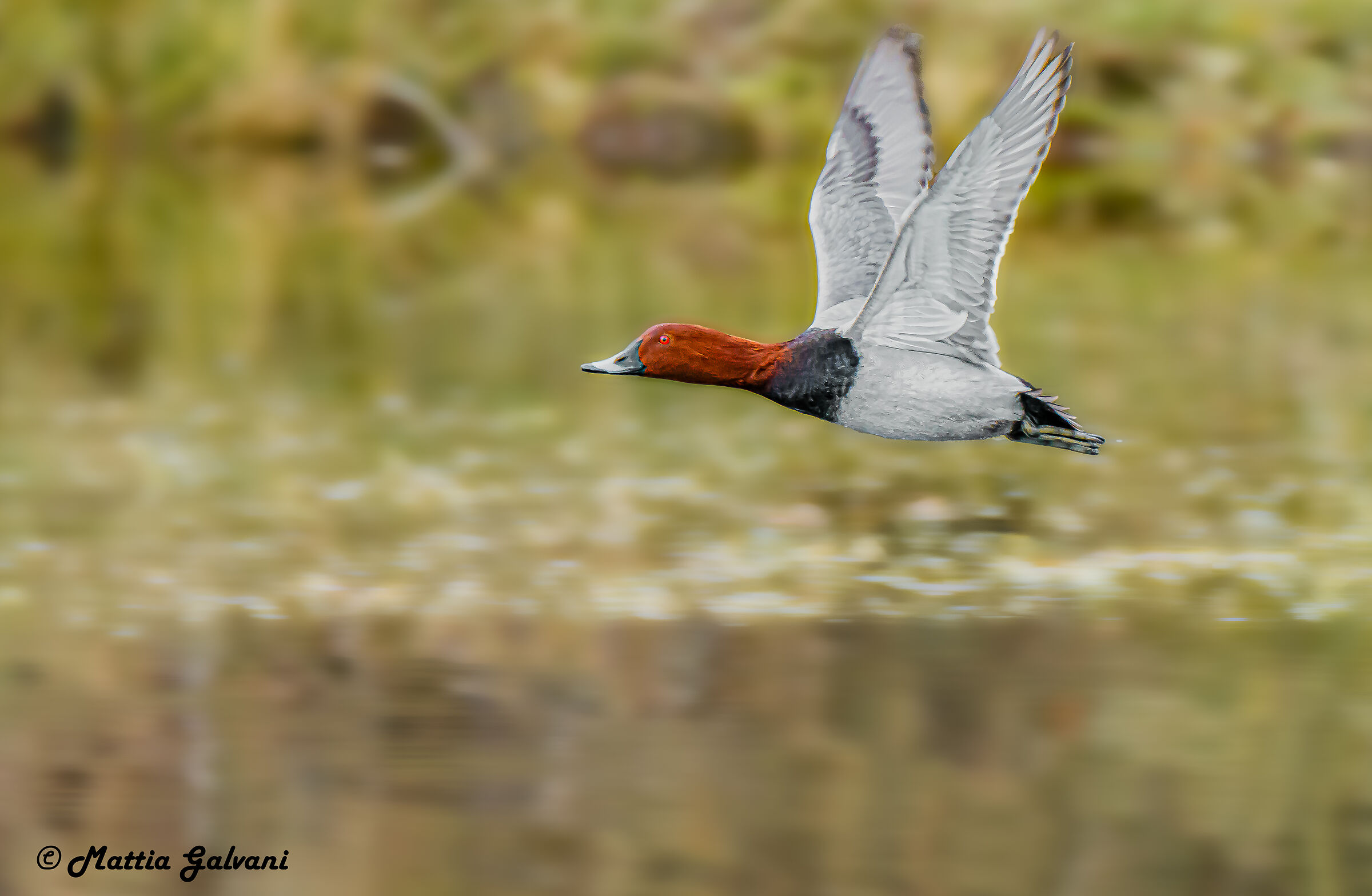 Moriglione maschio in volo