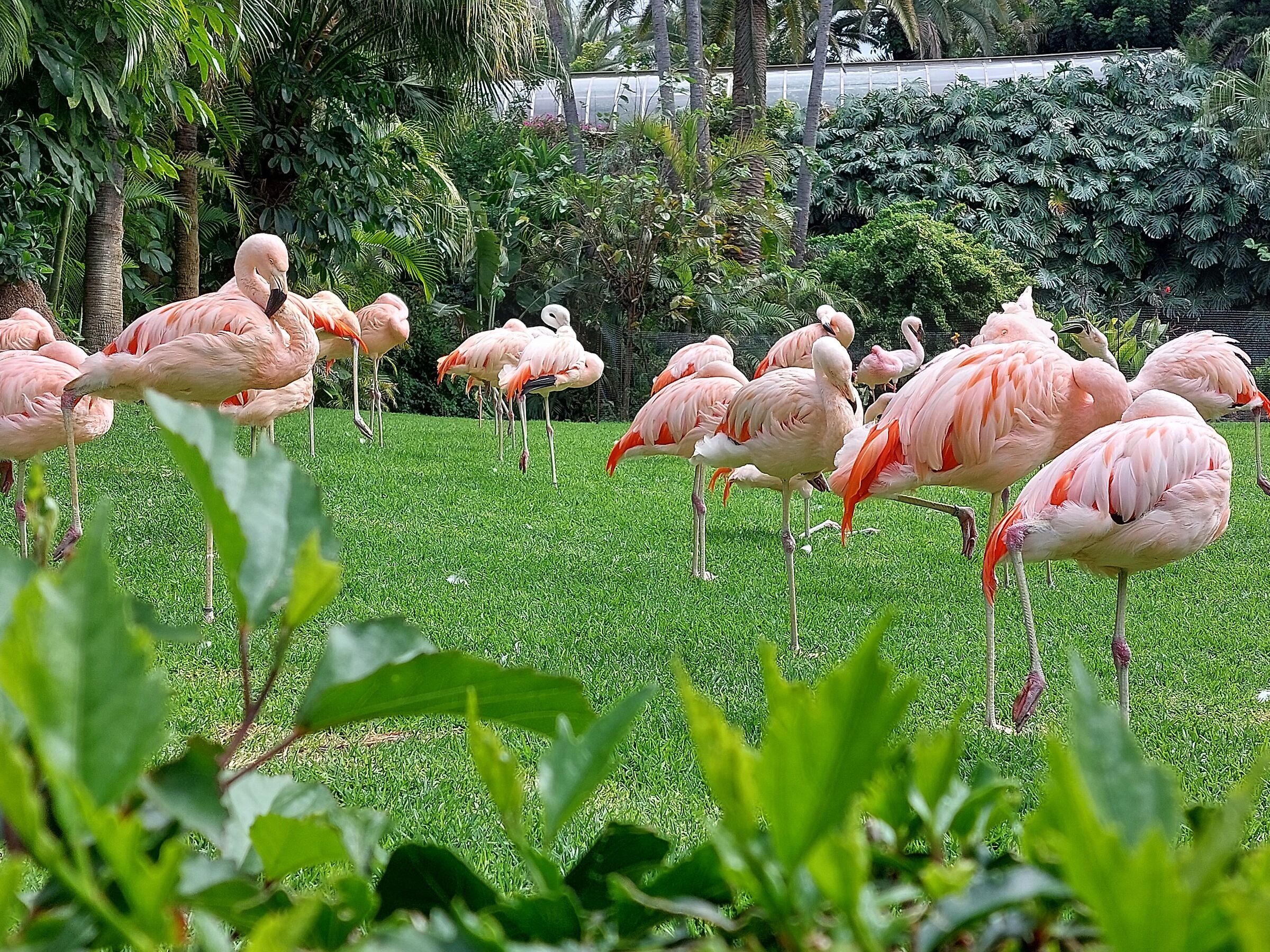 Loro  Parque     Tenerife  2022