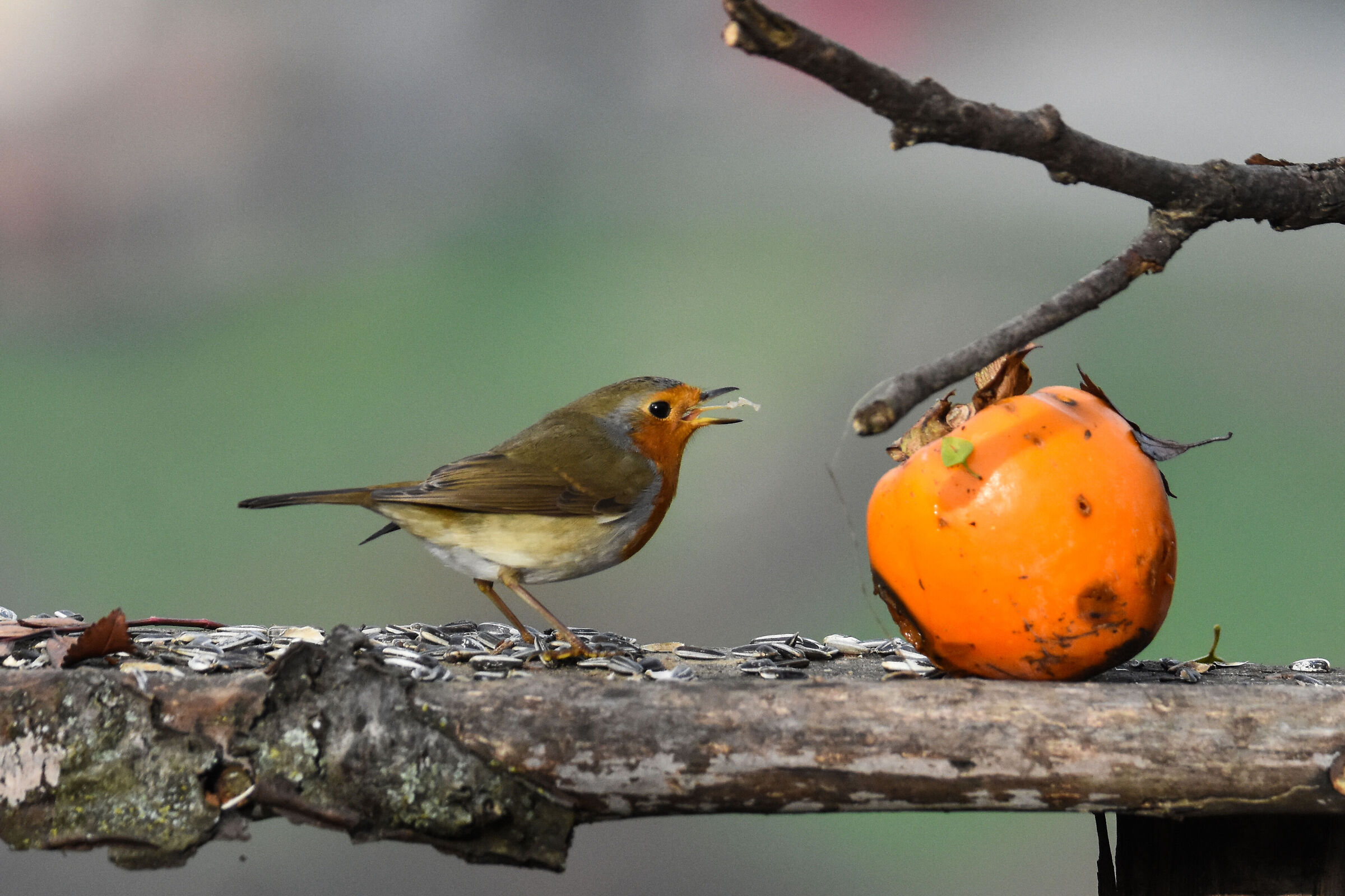 ROBIN