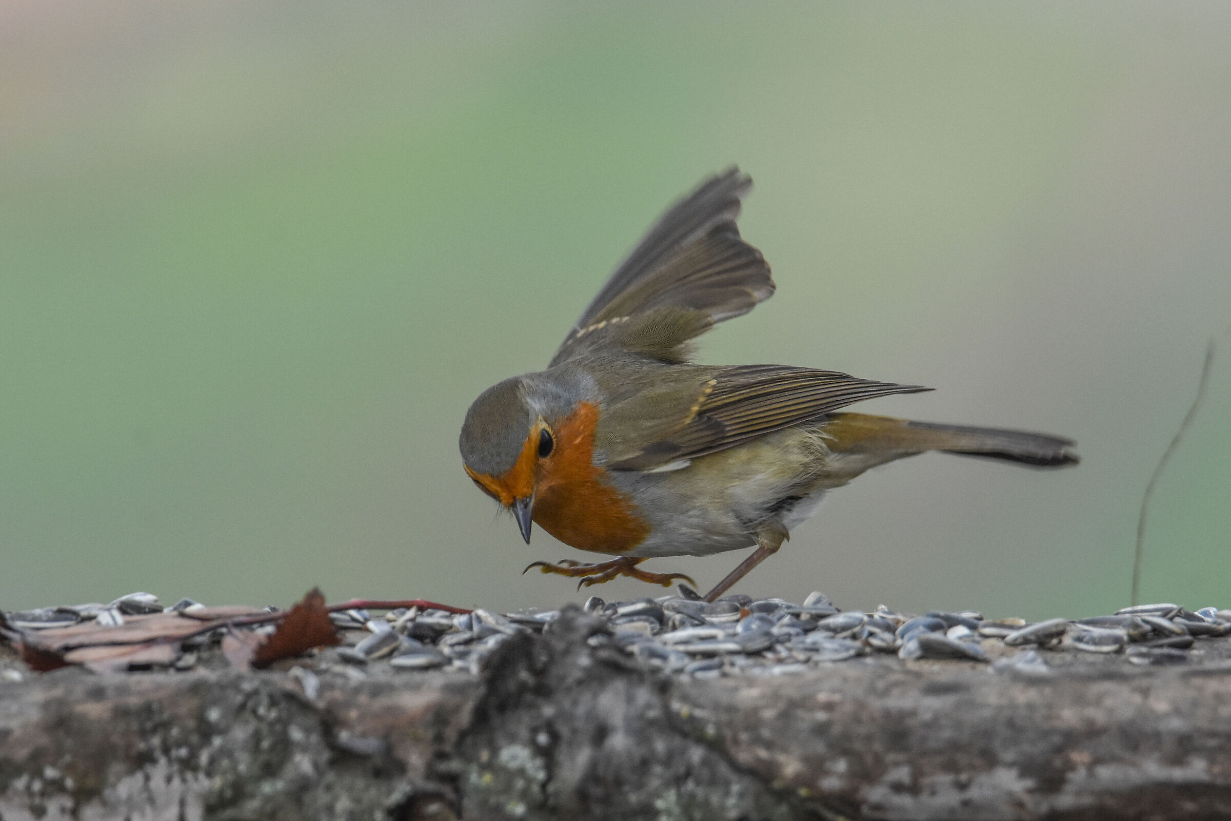 ROBIN
