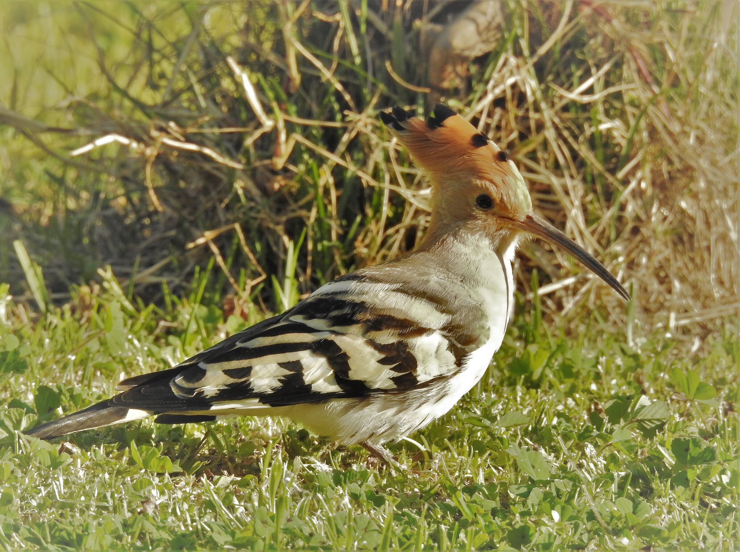 Hoopoe