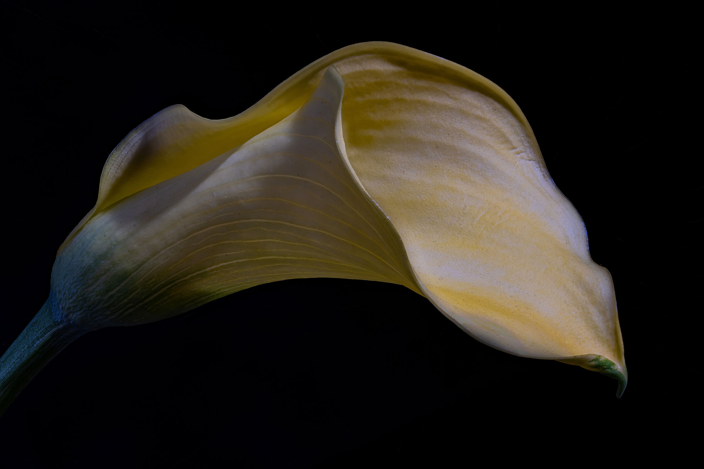 Calla