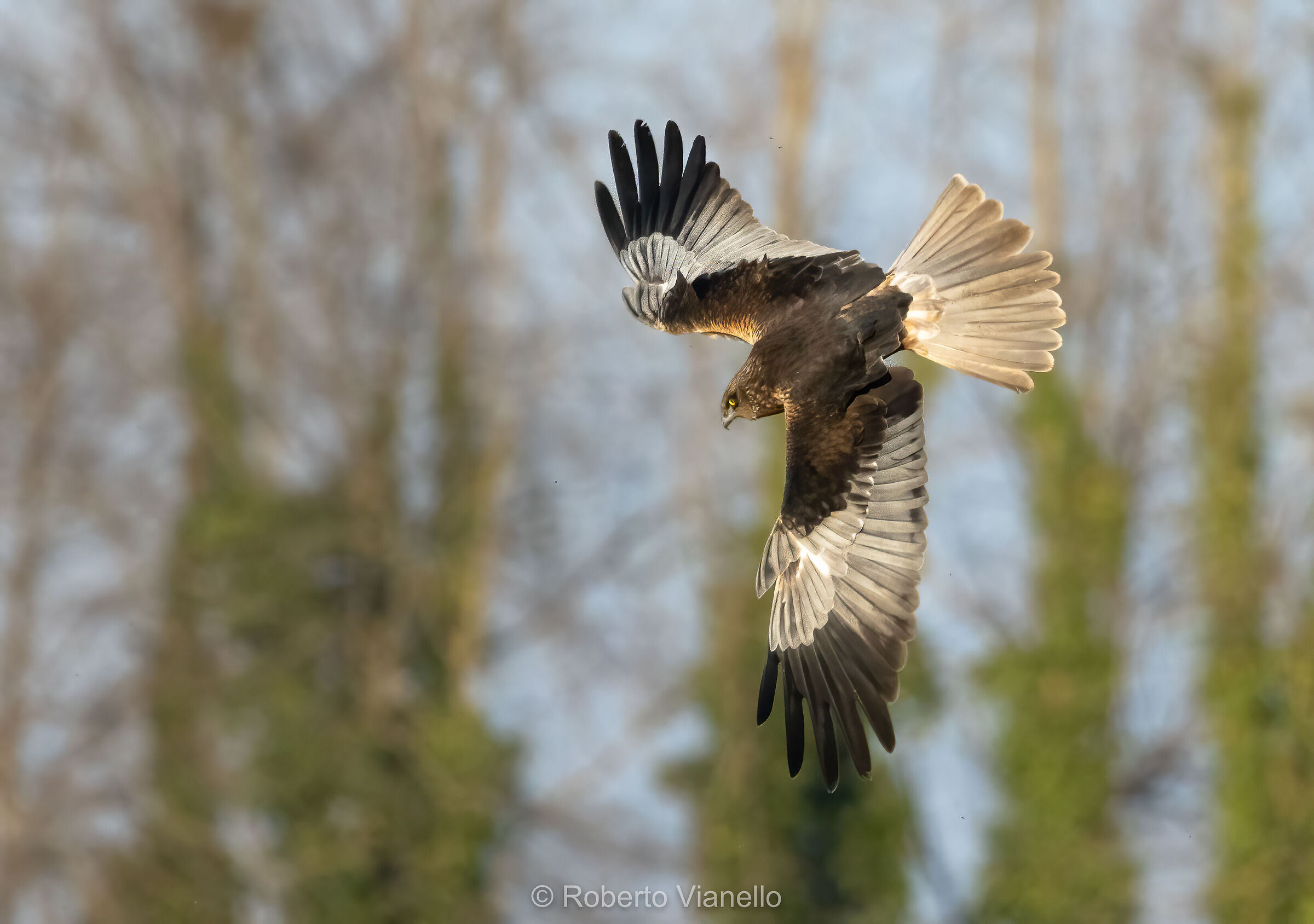 Falco di palude (Circus aeruginosus)