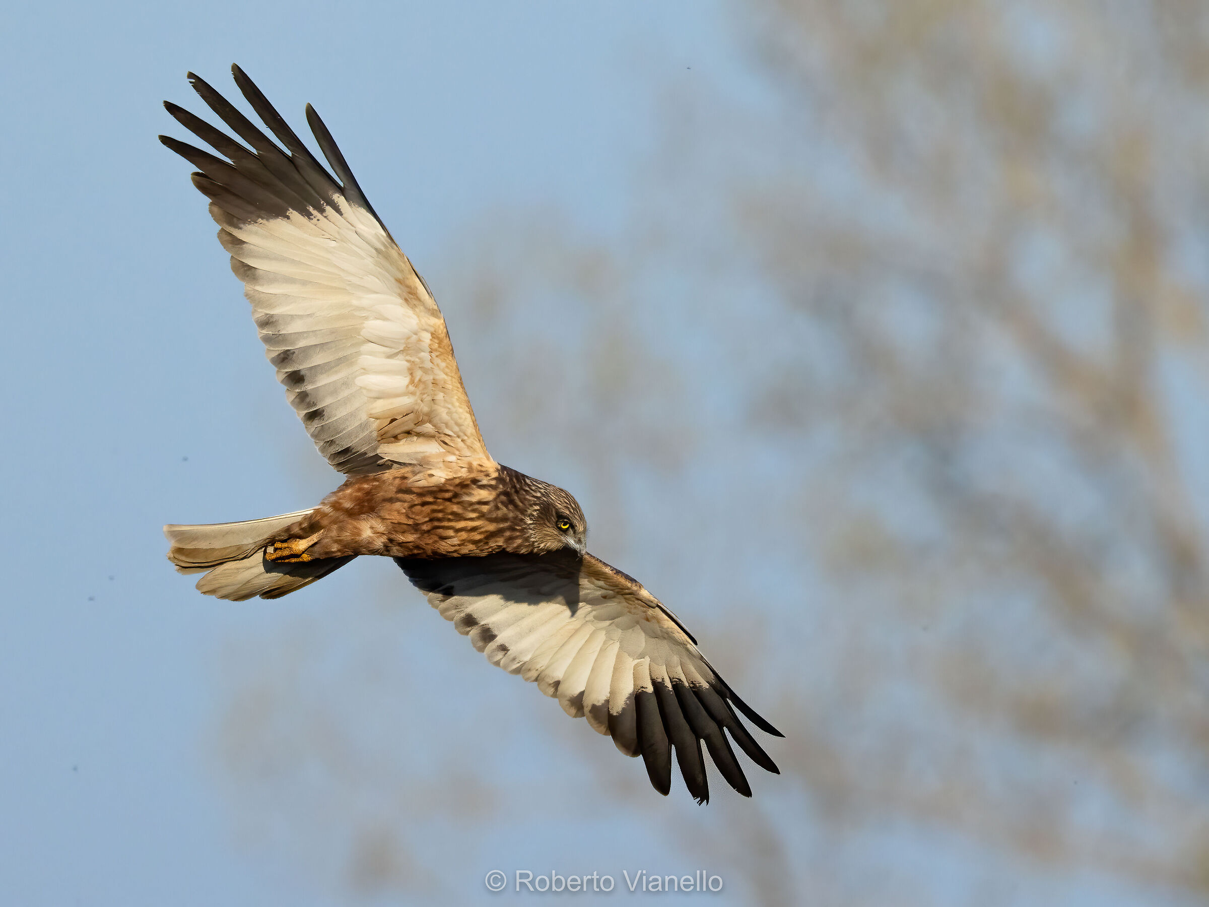 Falco di palude (Circus aeruginosus)