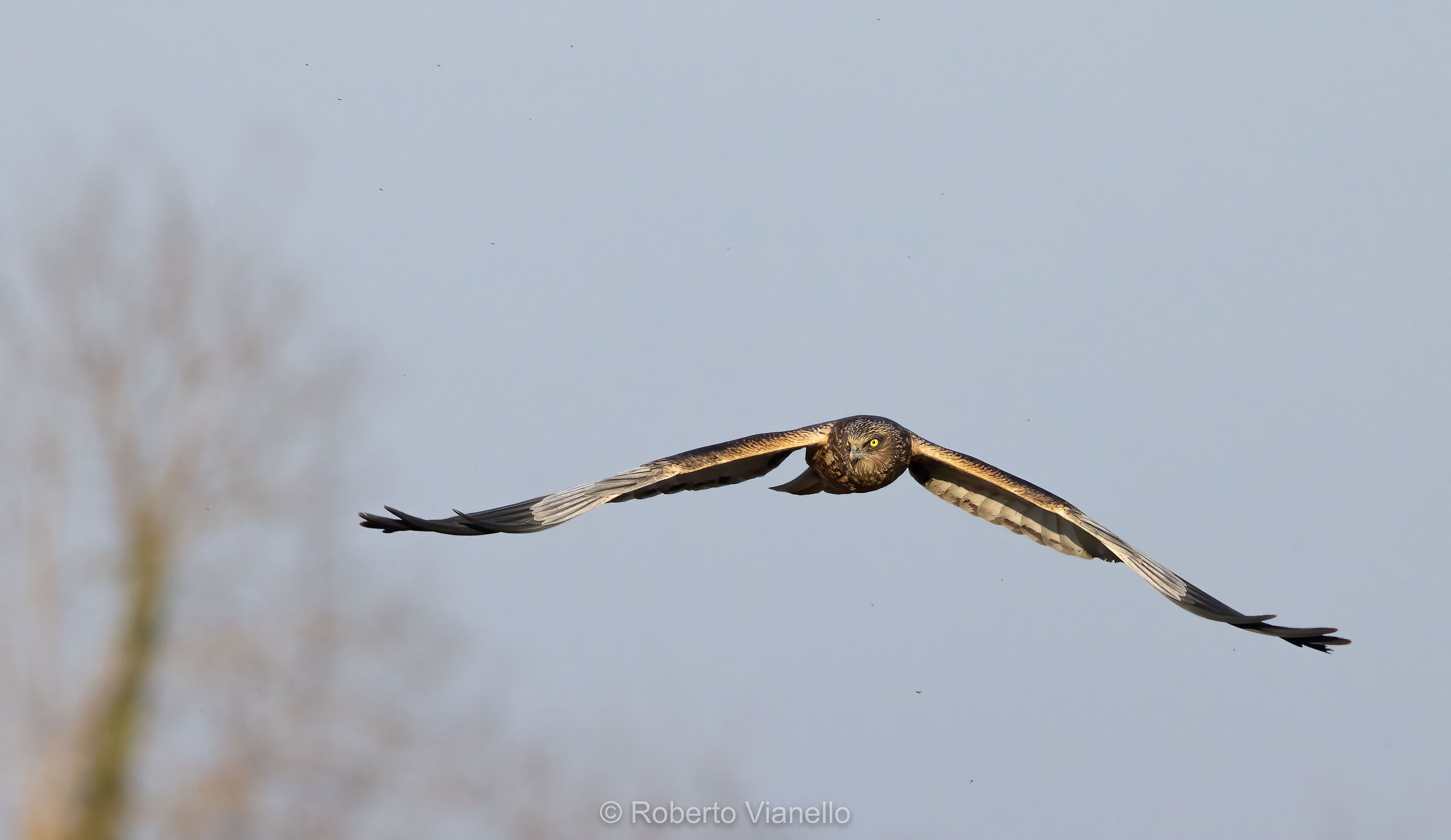 Falco di palude (Circus aeruginosus)