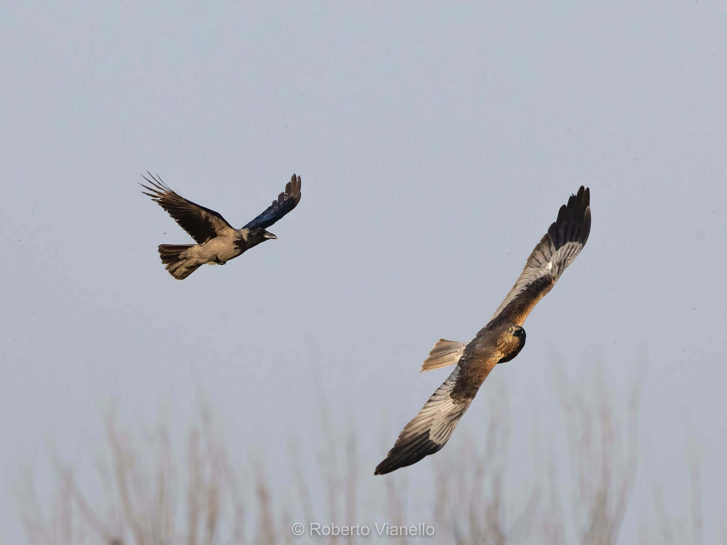Falco di palude (Circus aeruginosus)