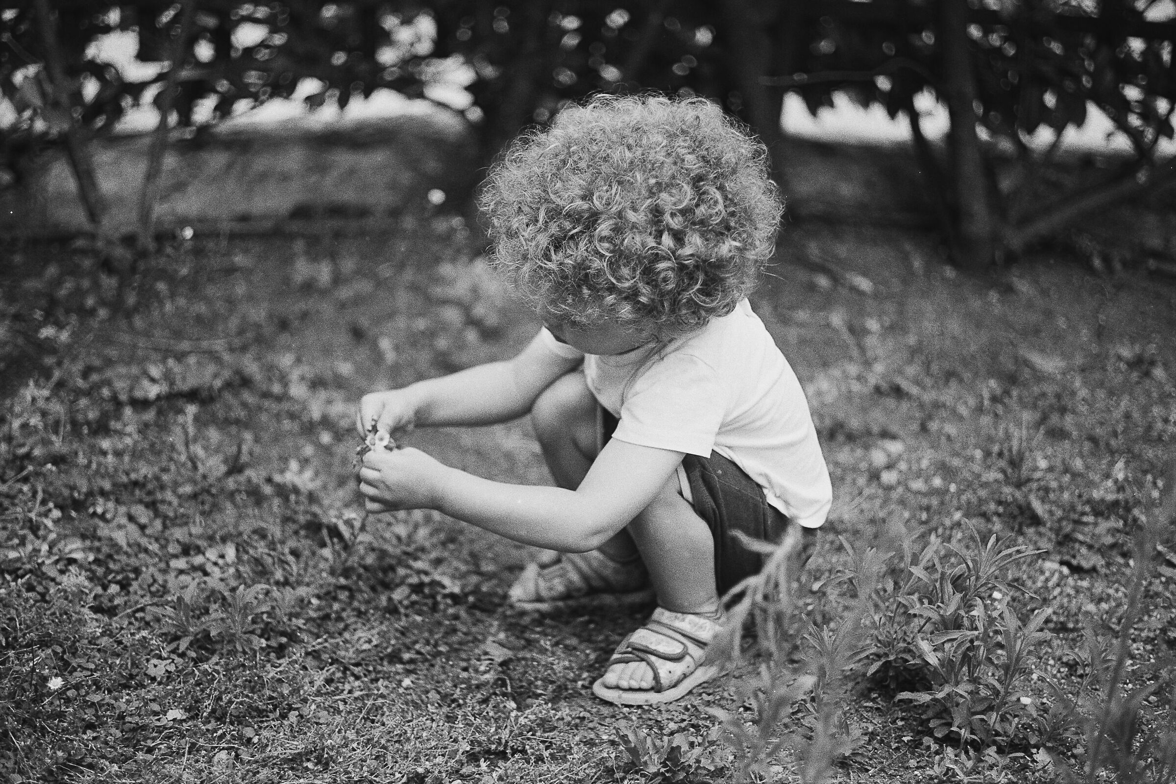 in giardino, Leicaflex SL, Summicron 50mm f2,