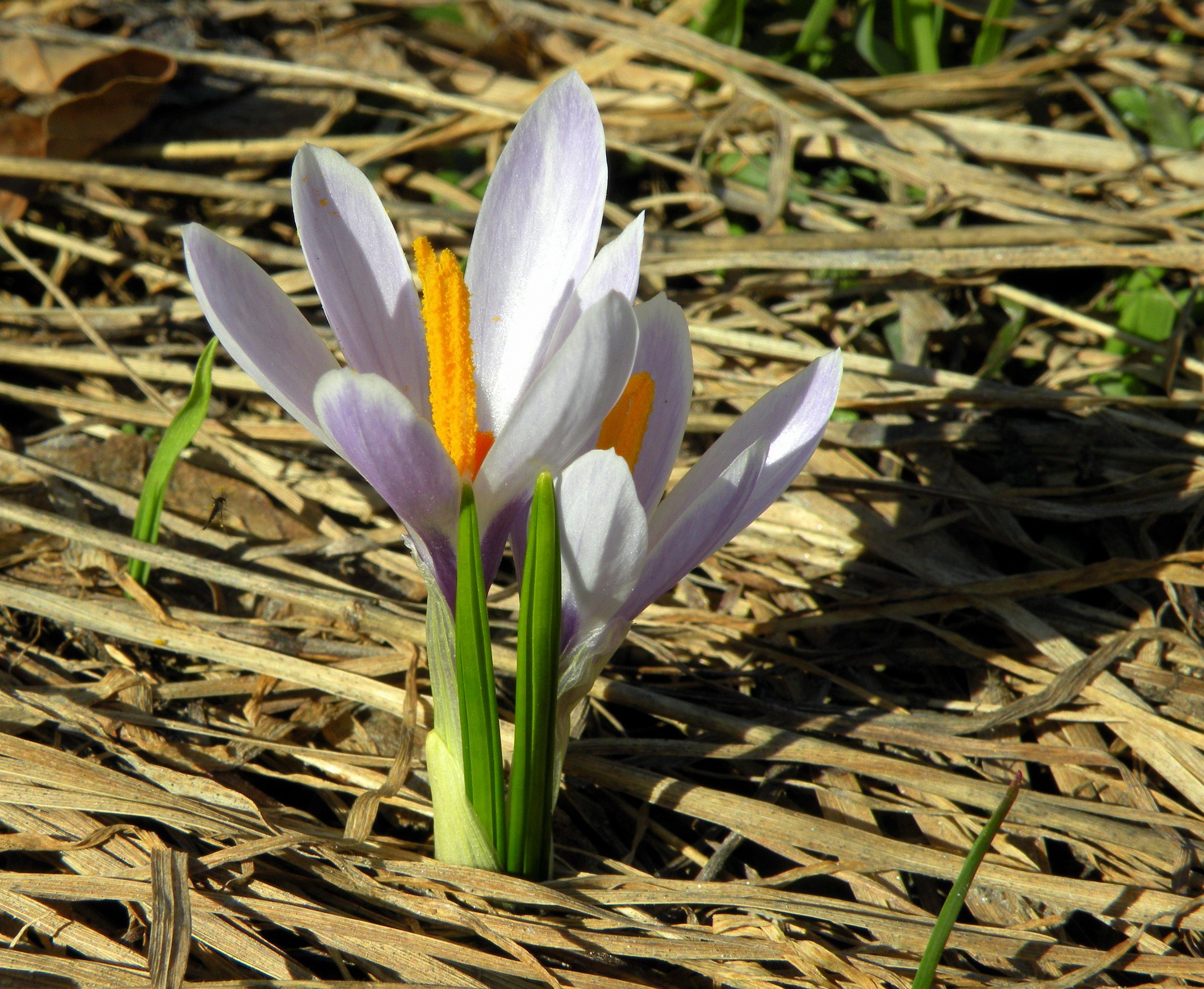 Snowdrop The Land Before Time (Mocheni Valley)
