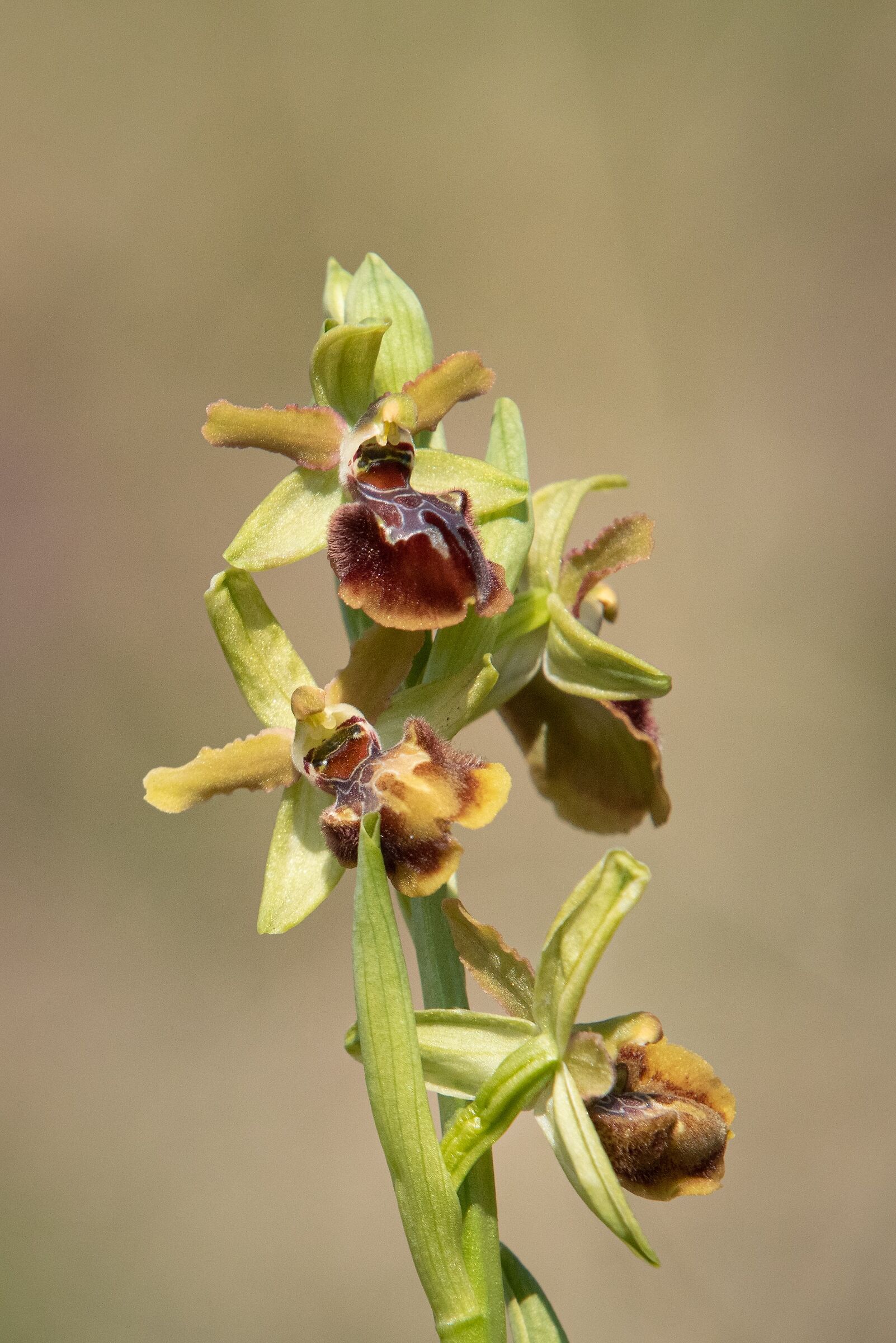 ophrys sphegodes