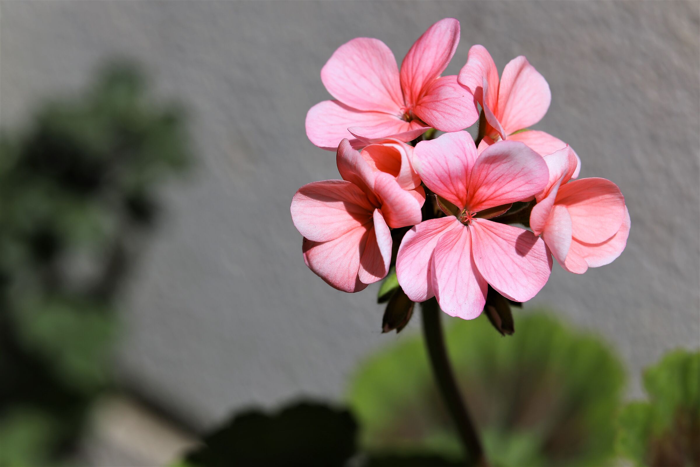 Gerani-Primavera2022