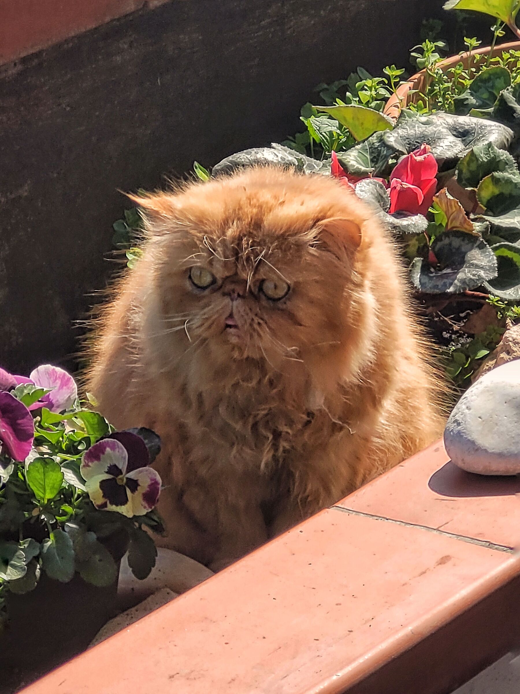 Cat miaook