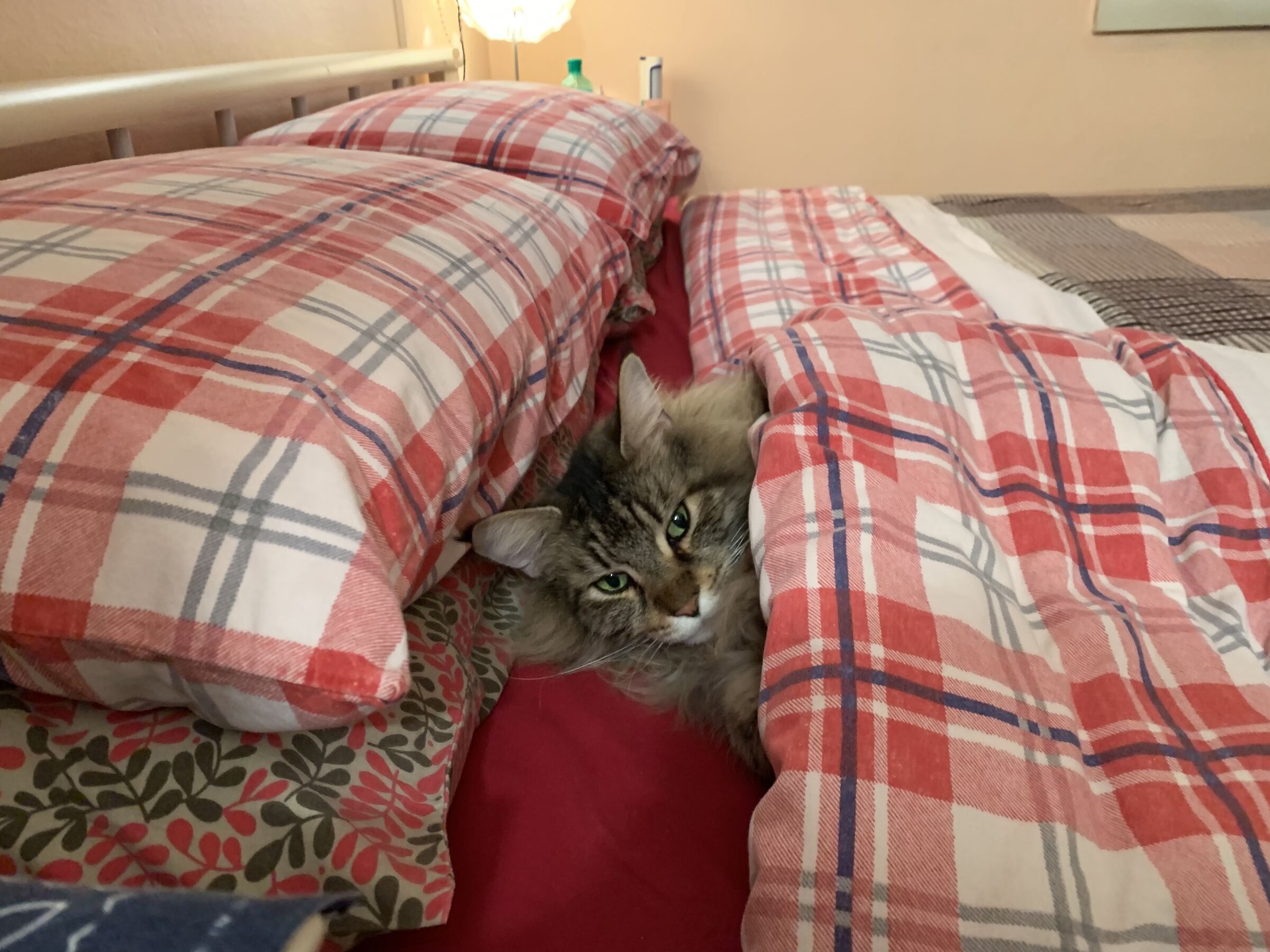 Stasera vado a dormire sul divano