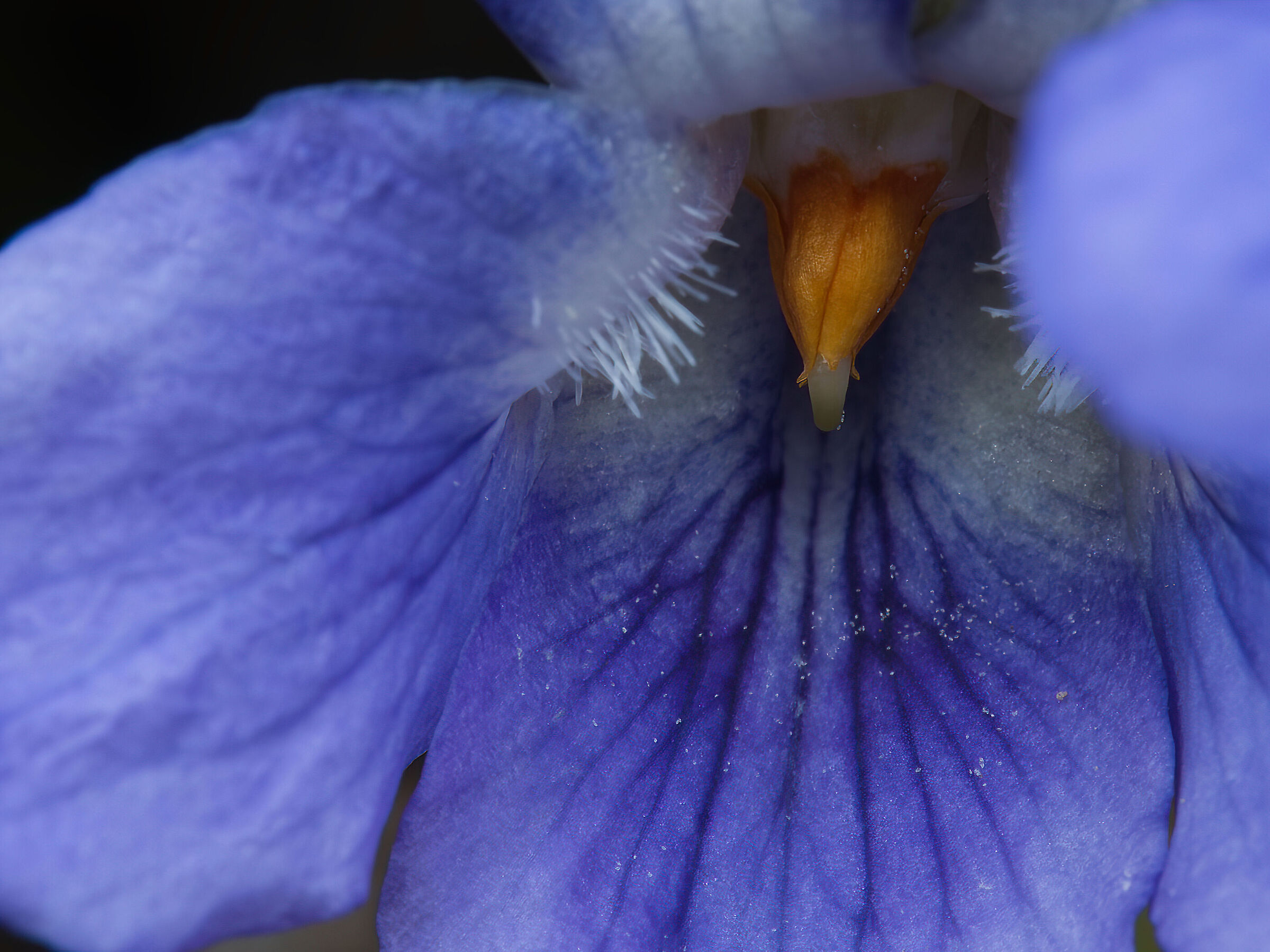 Viola riviniana
