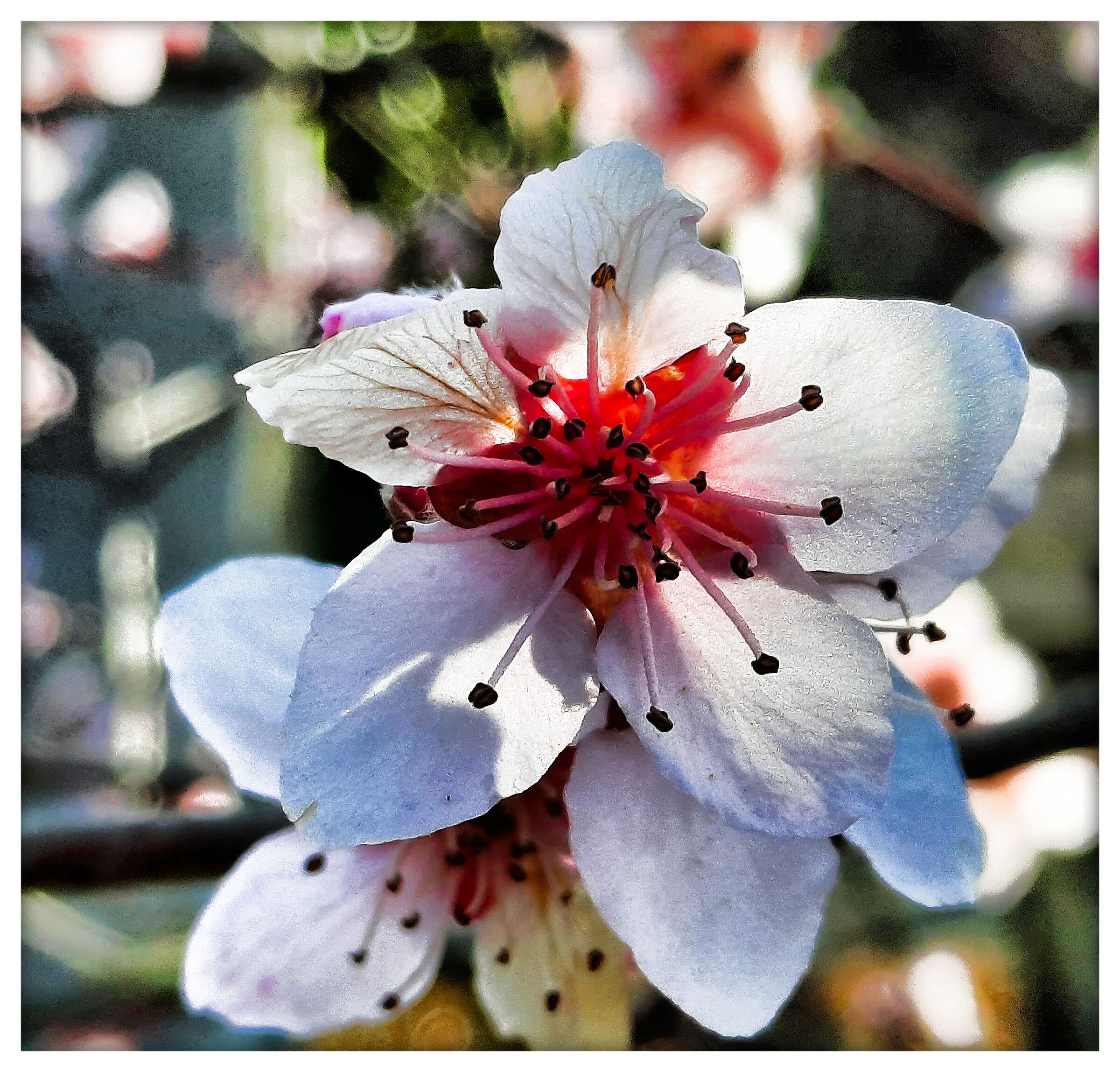 Fiore di pesco