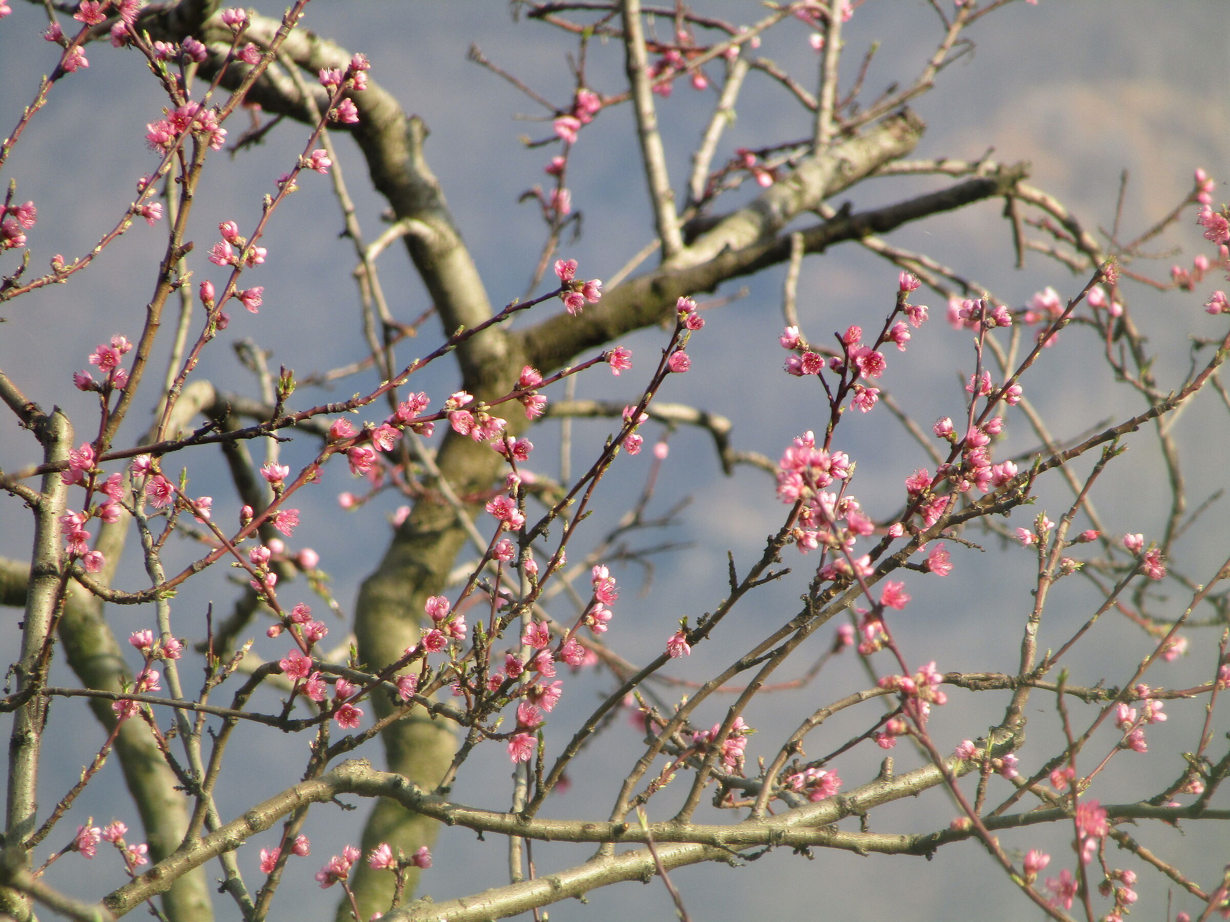 primavera