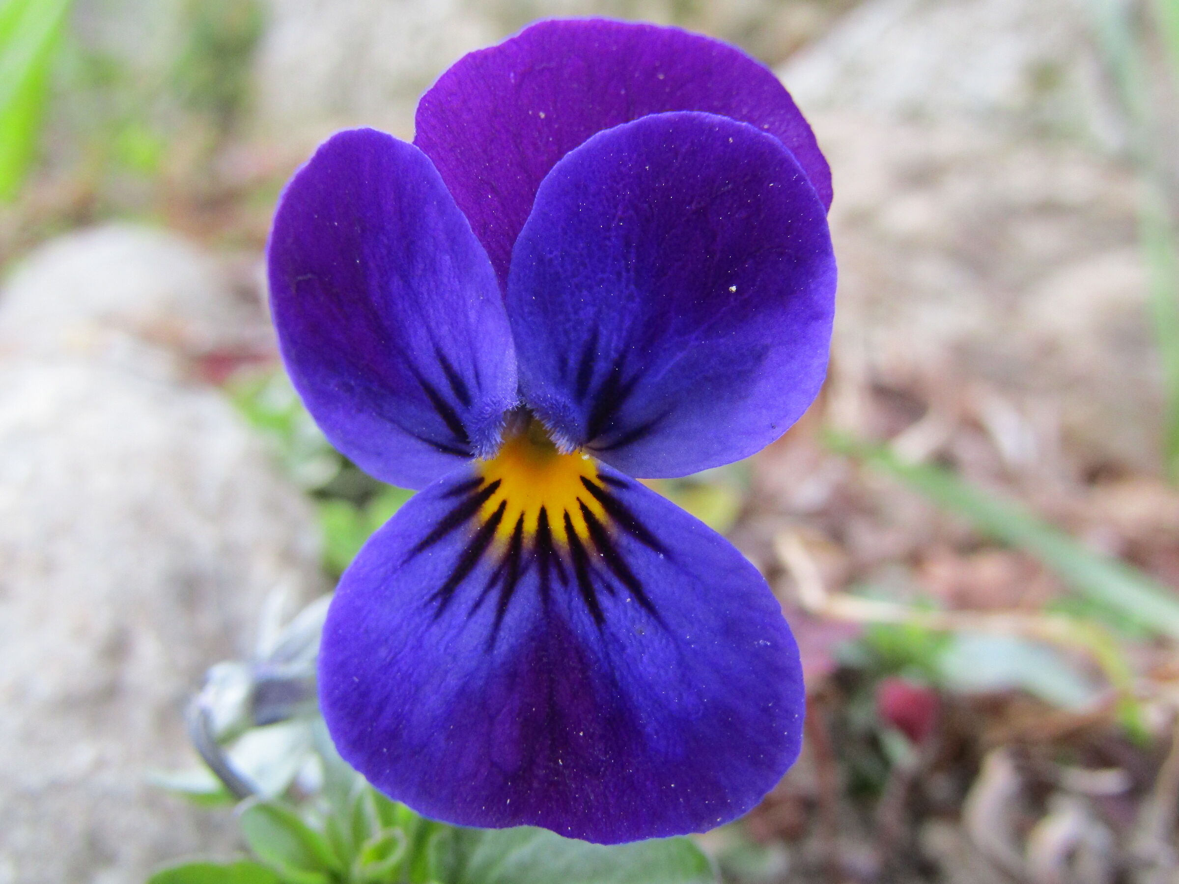 Viola