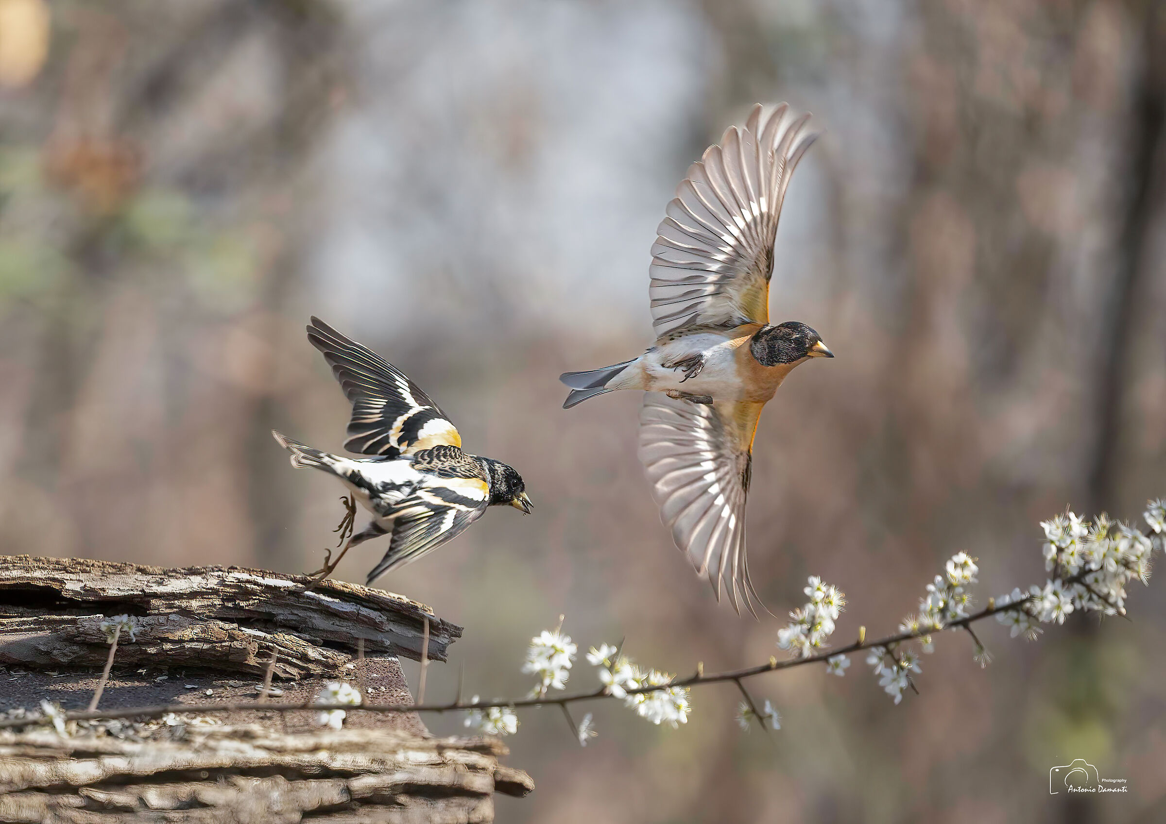 Peppole in flight