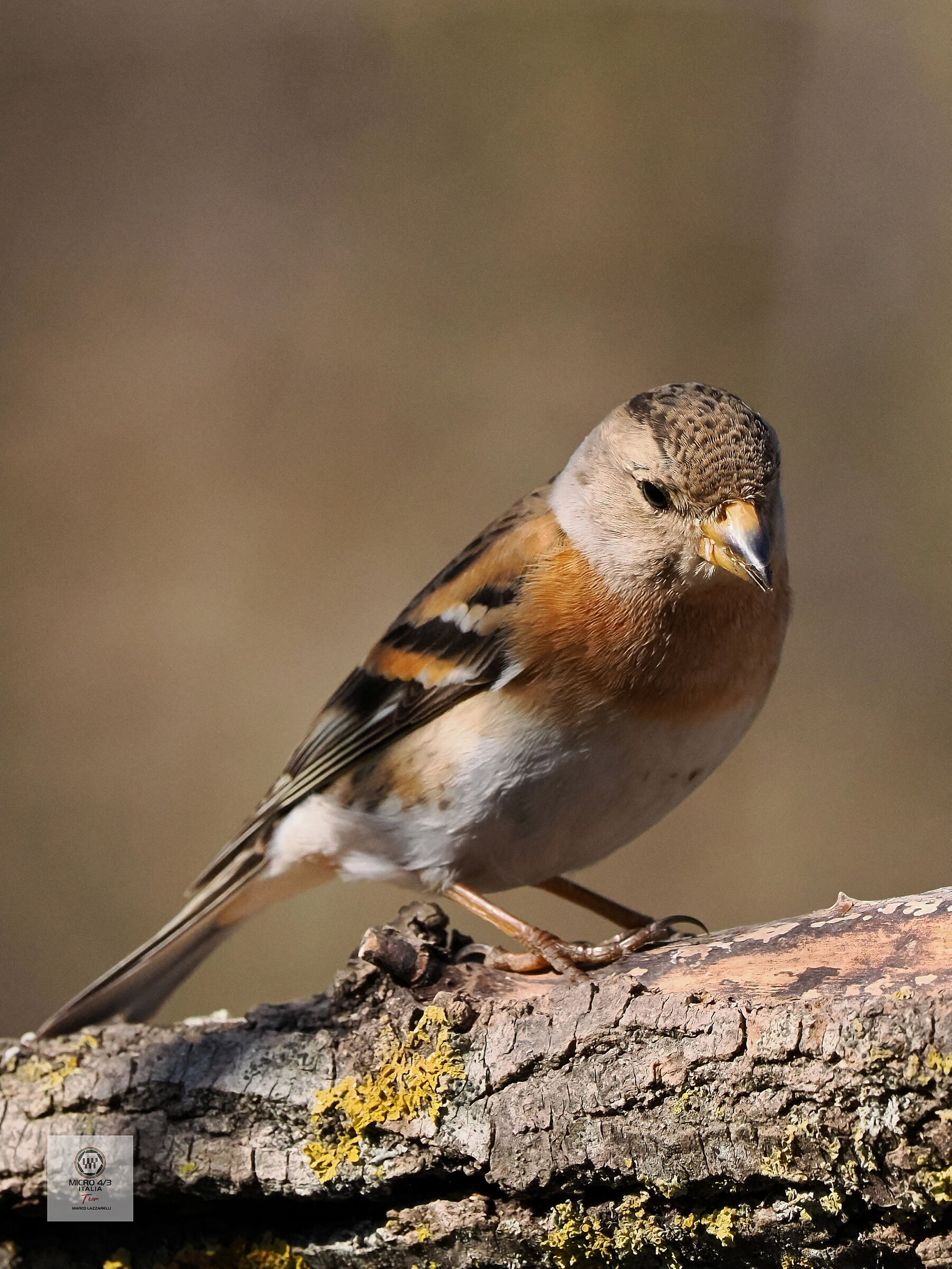 Brambling