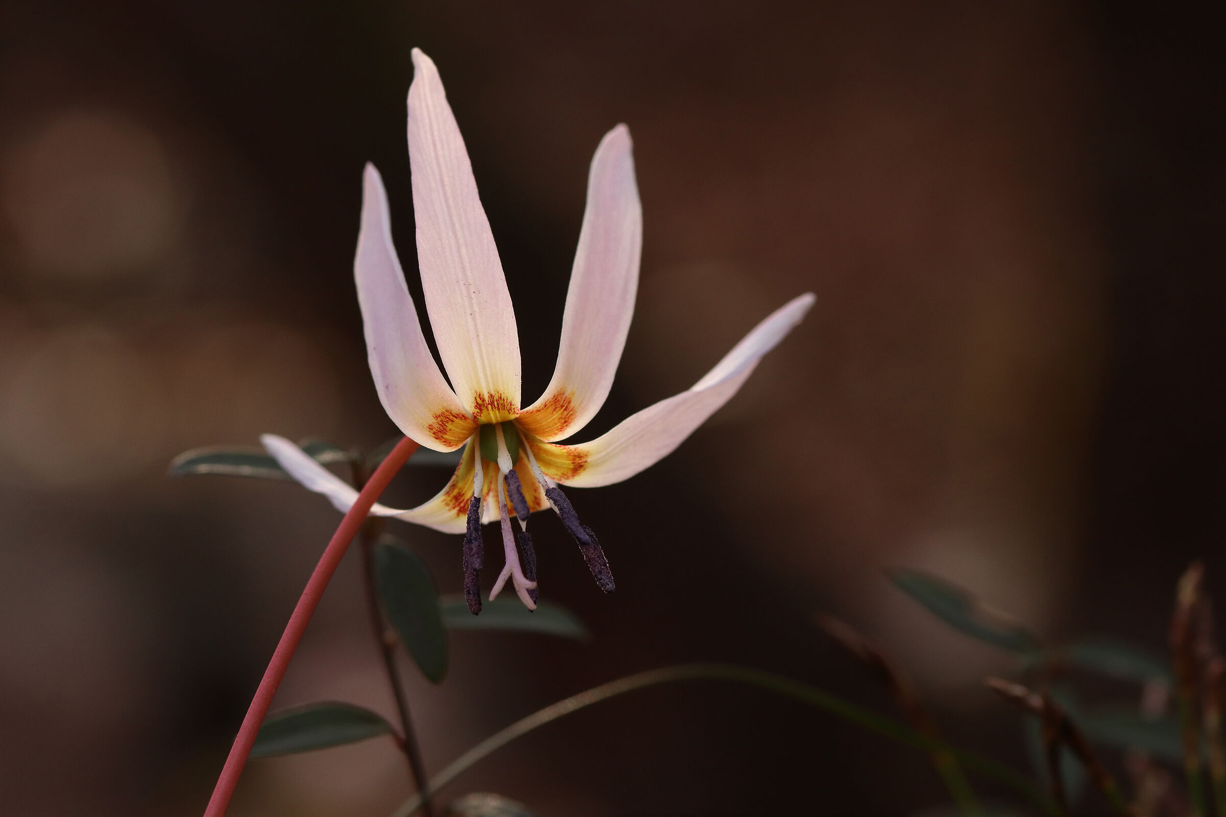 fioriture di sottobosco