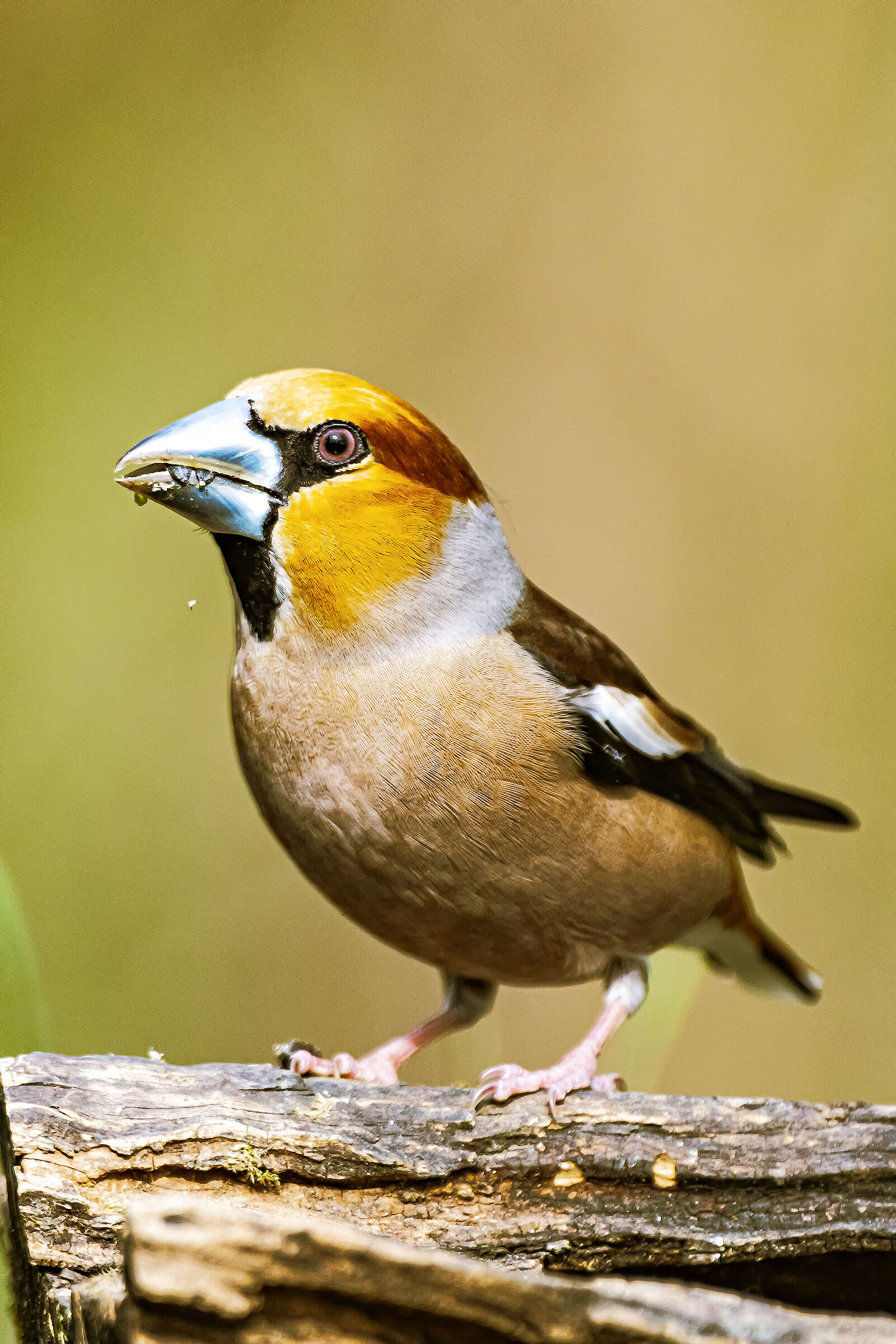 Hawfinch