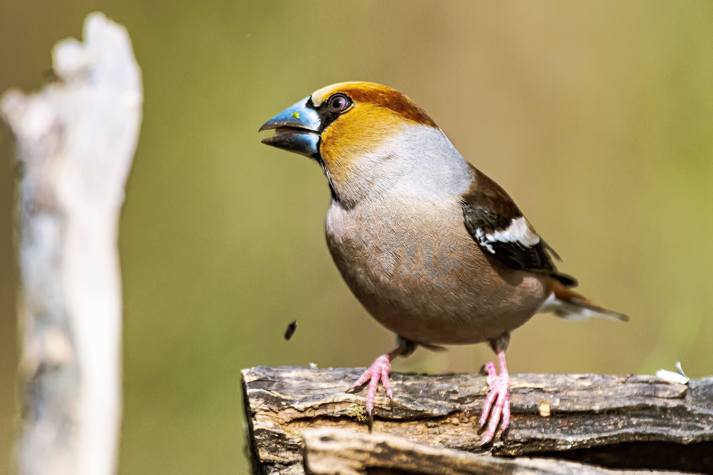 Hawfinch