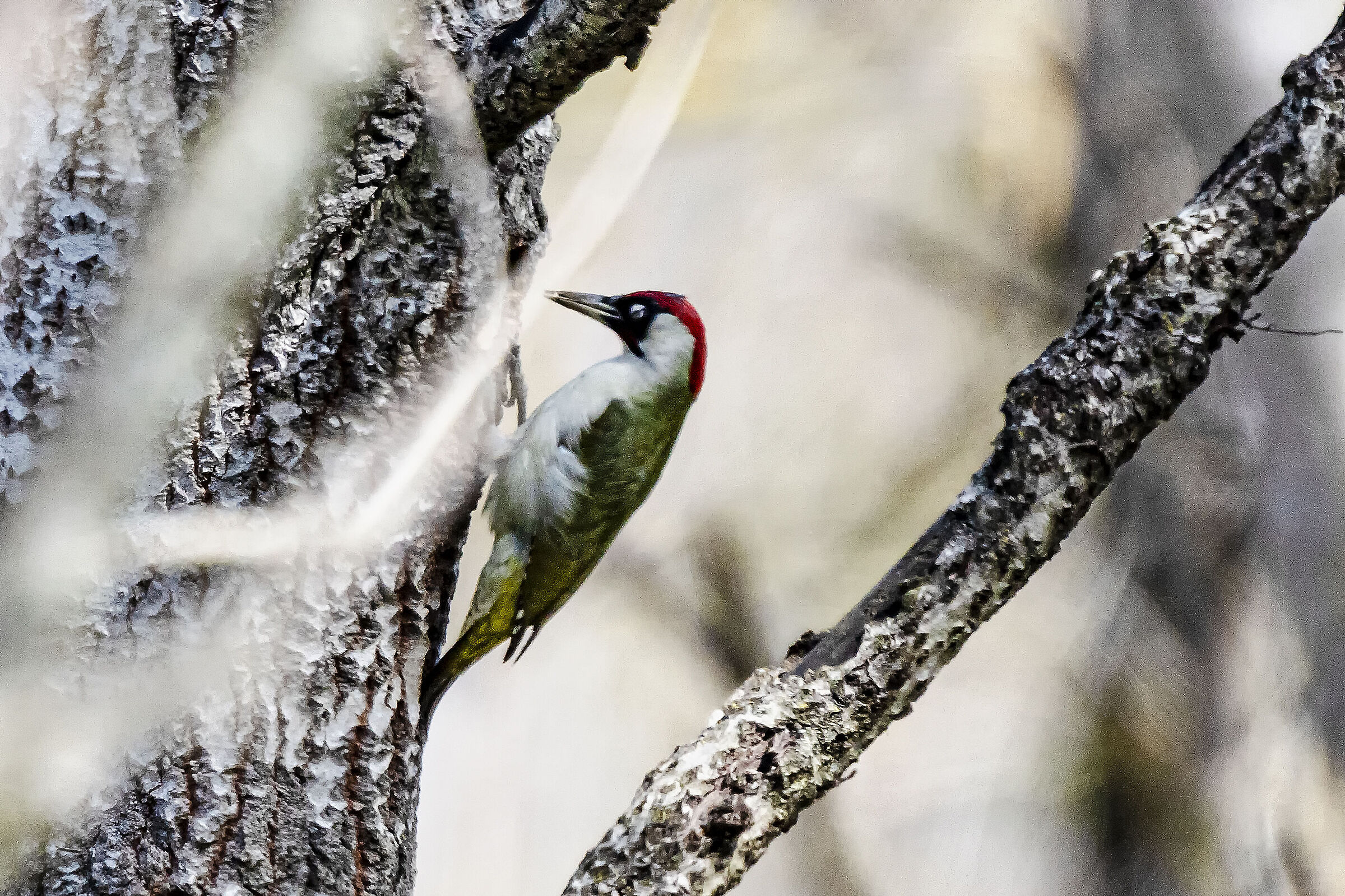 Green woodpecker at 100 meters. approximately