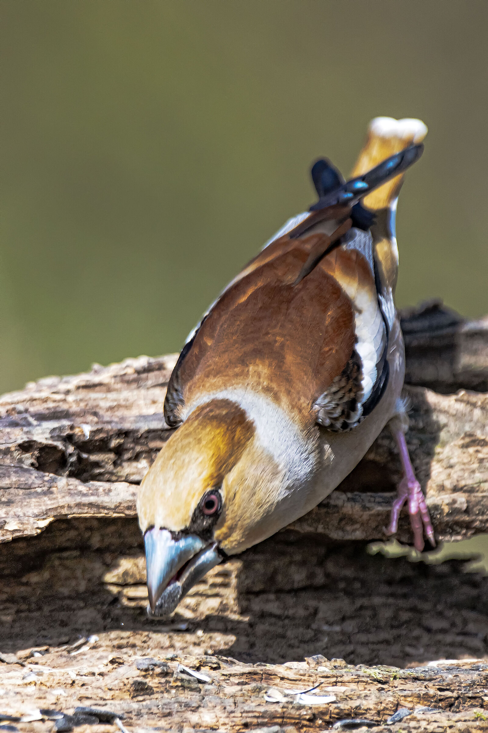 Hawfinch