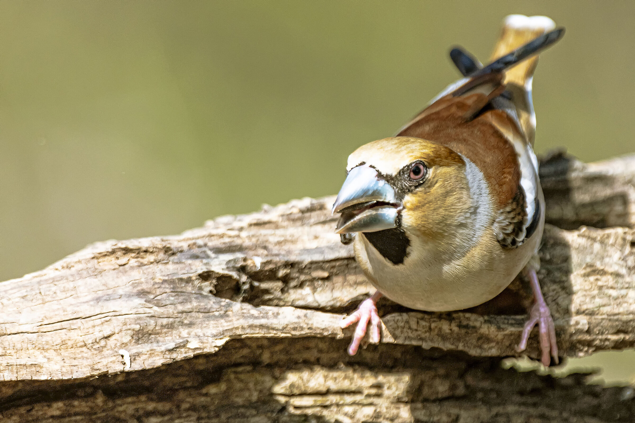 Hawfinch