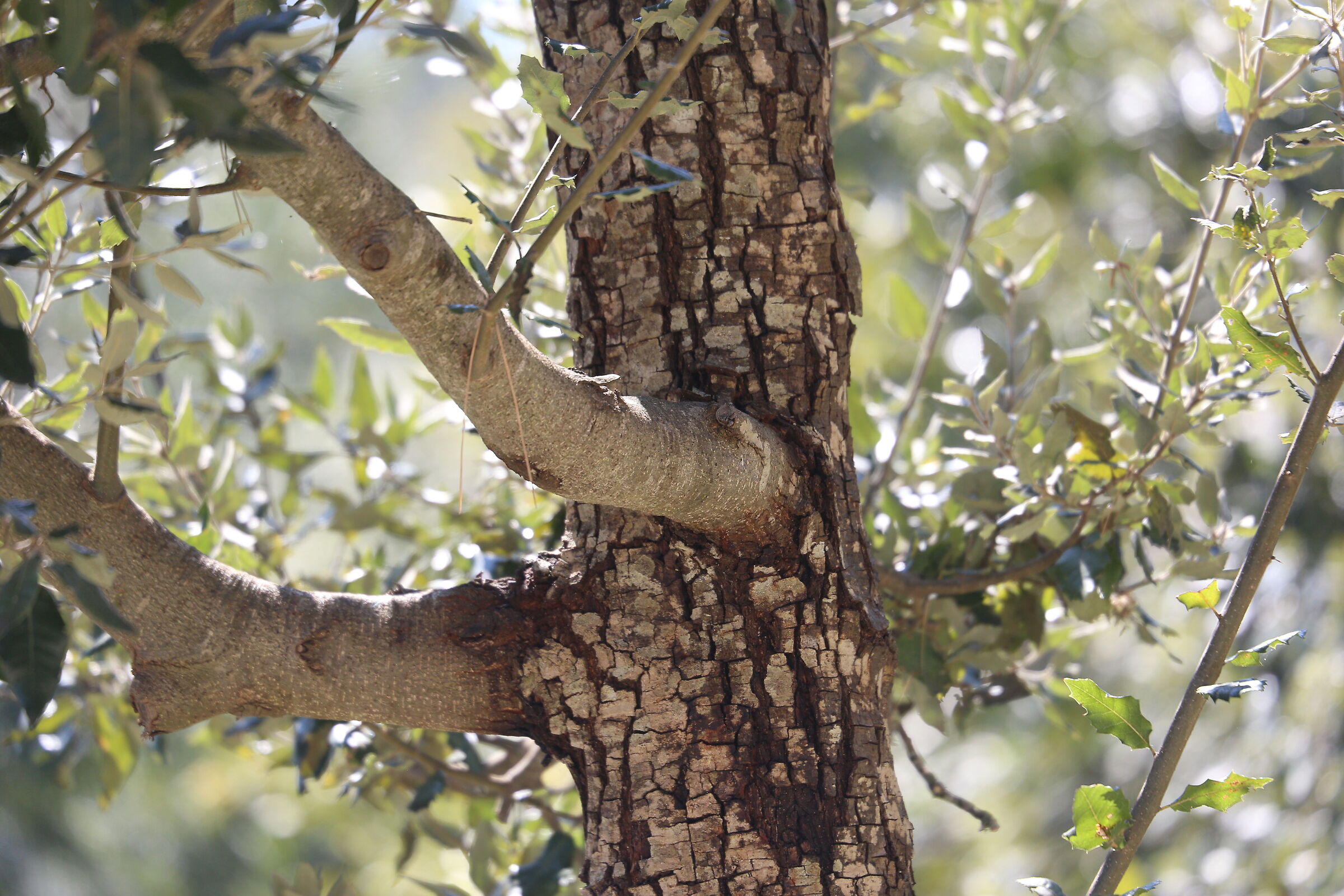 A 200 /Canon 6D- DO 70-300 IS USM "Albero con Braccia&q...