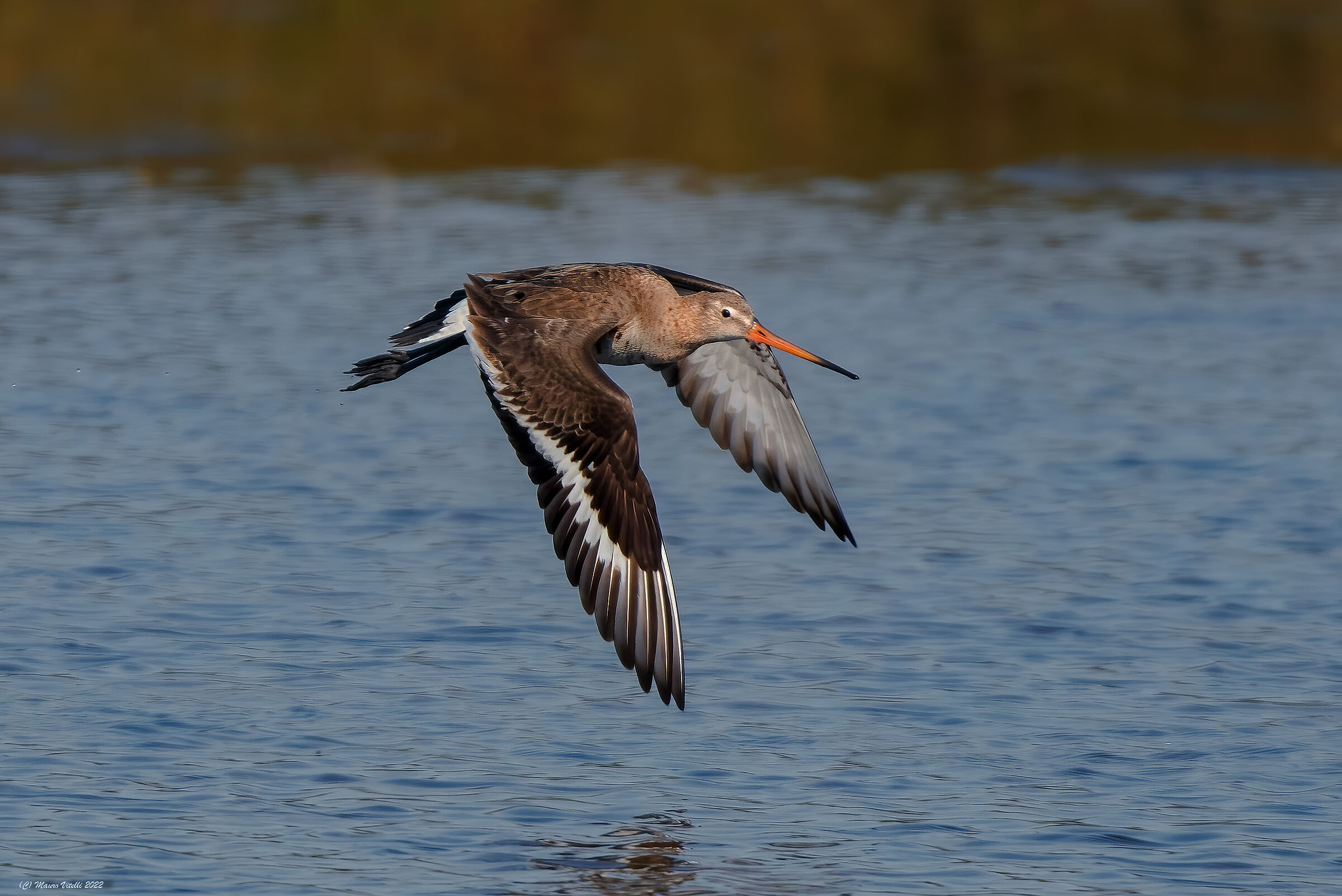 Royal Pittima (Limosa limosa)