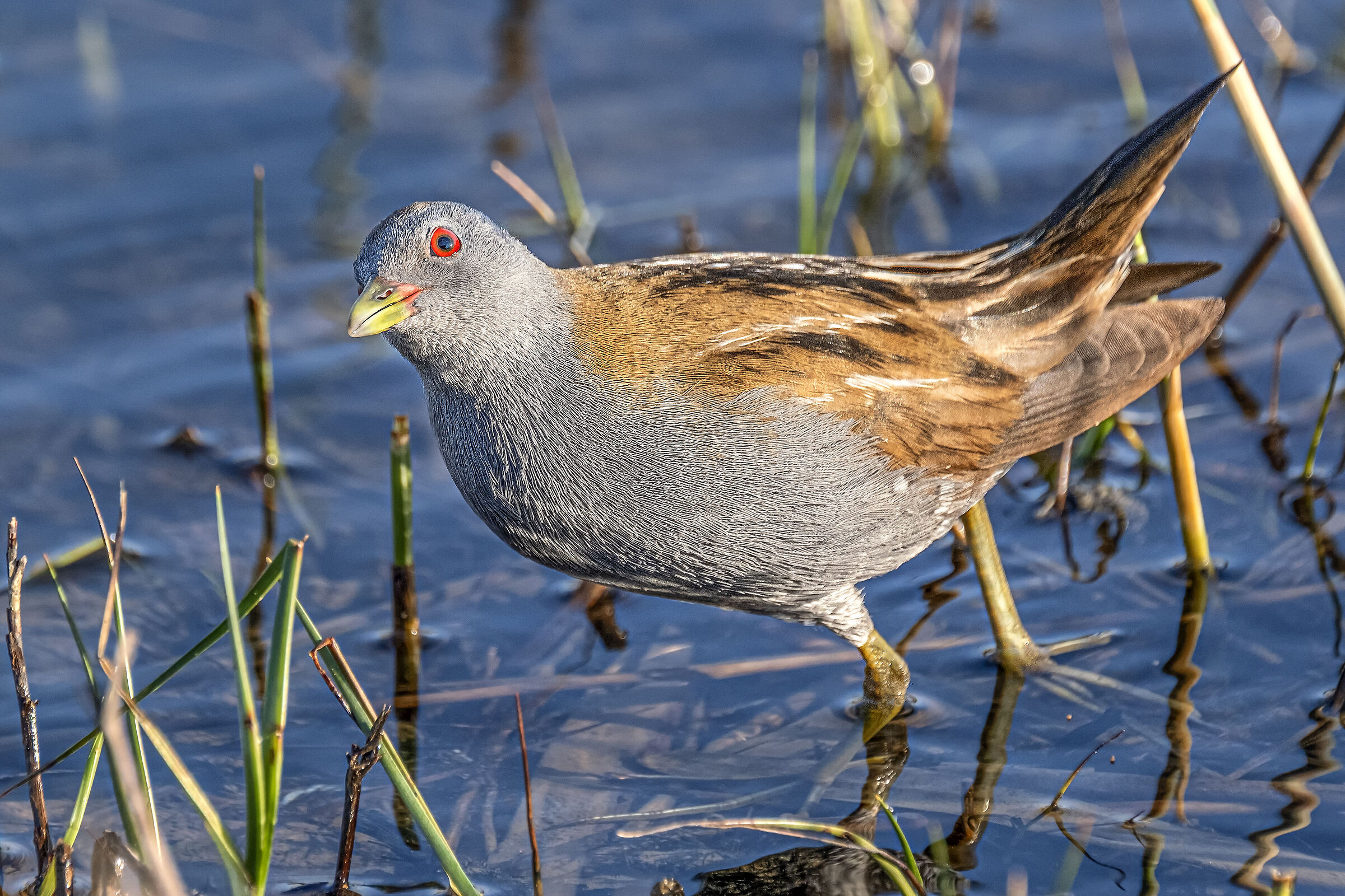 Little crake