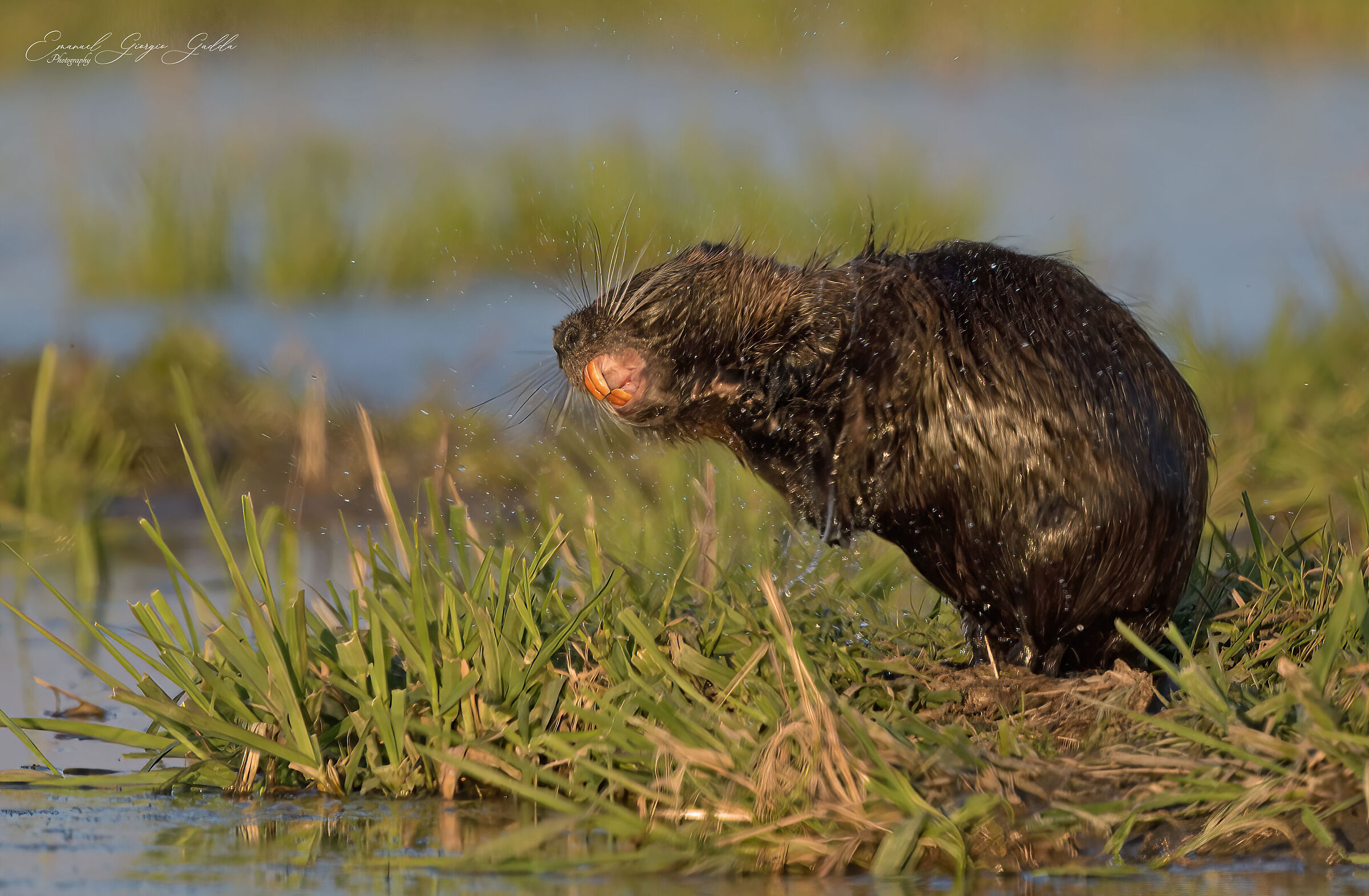 Nutria