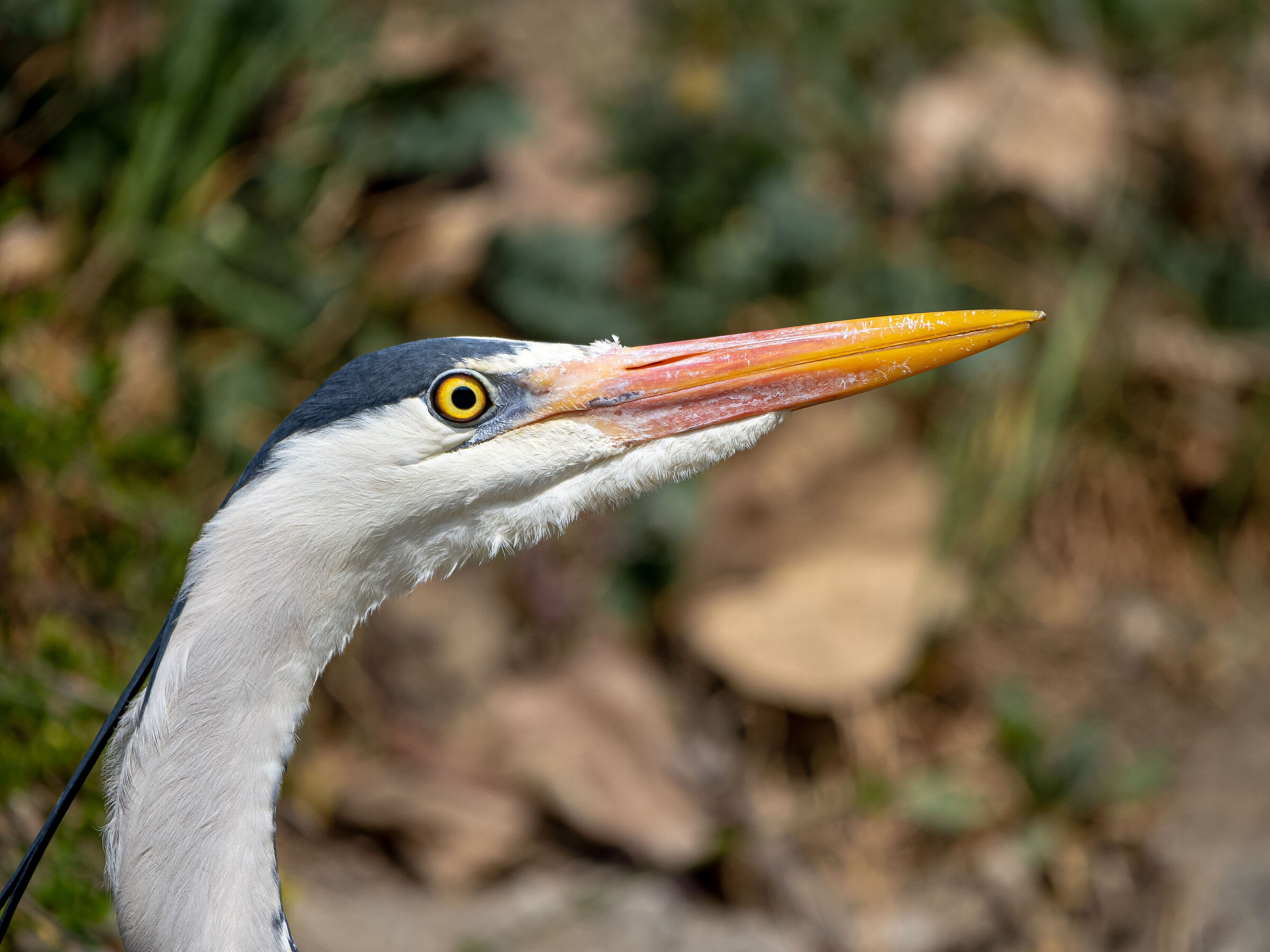 The Hunter...  side A