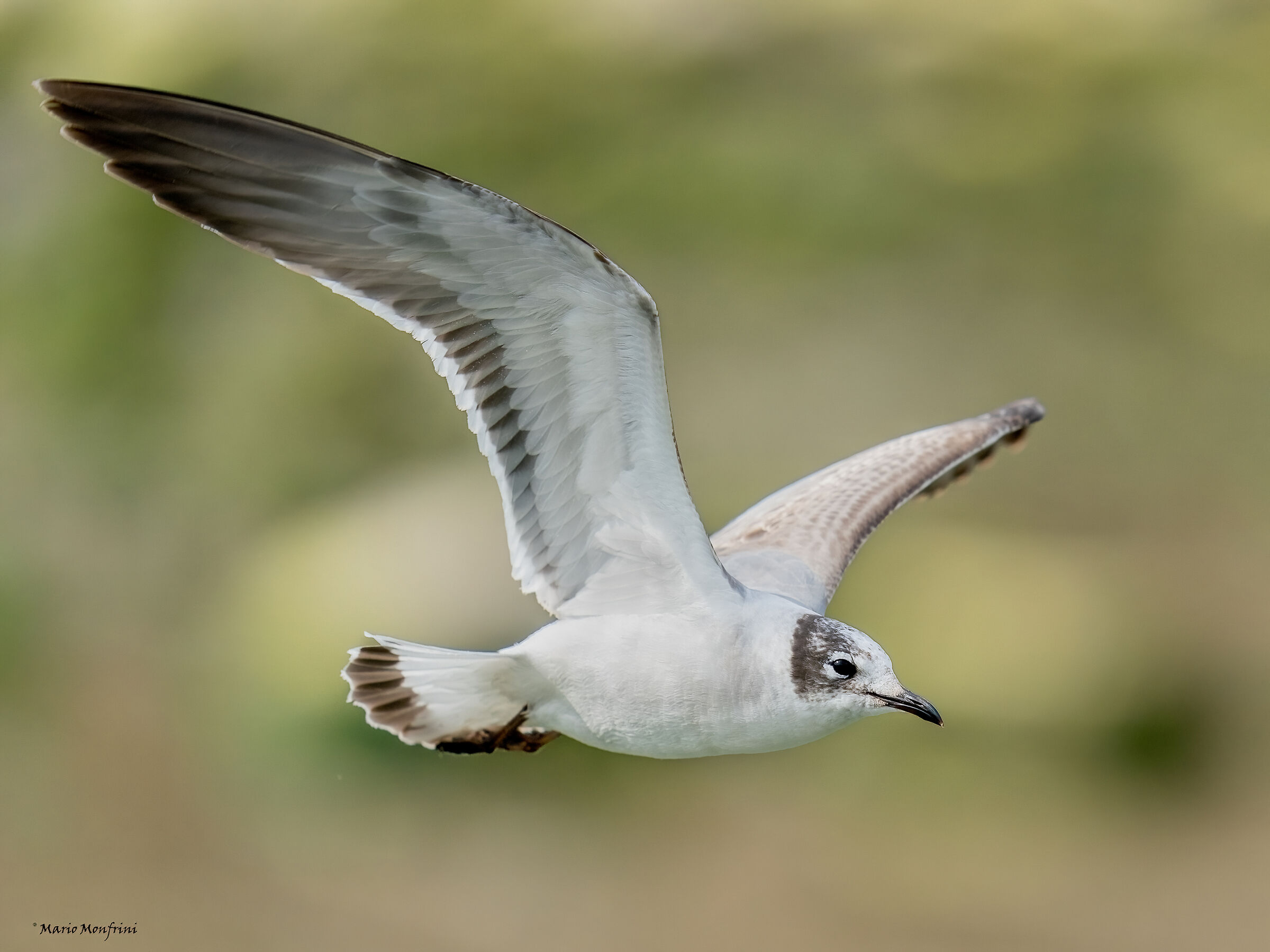 Franklin's Seagull in Liguria (III)