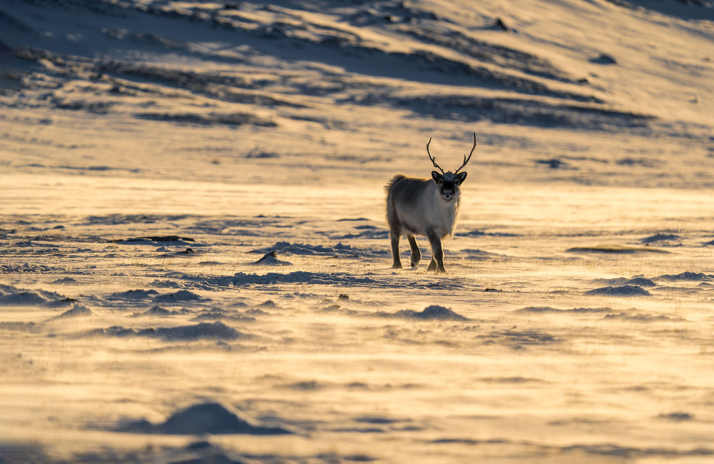 Renna delle Svalbard