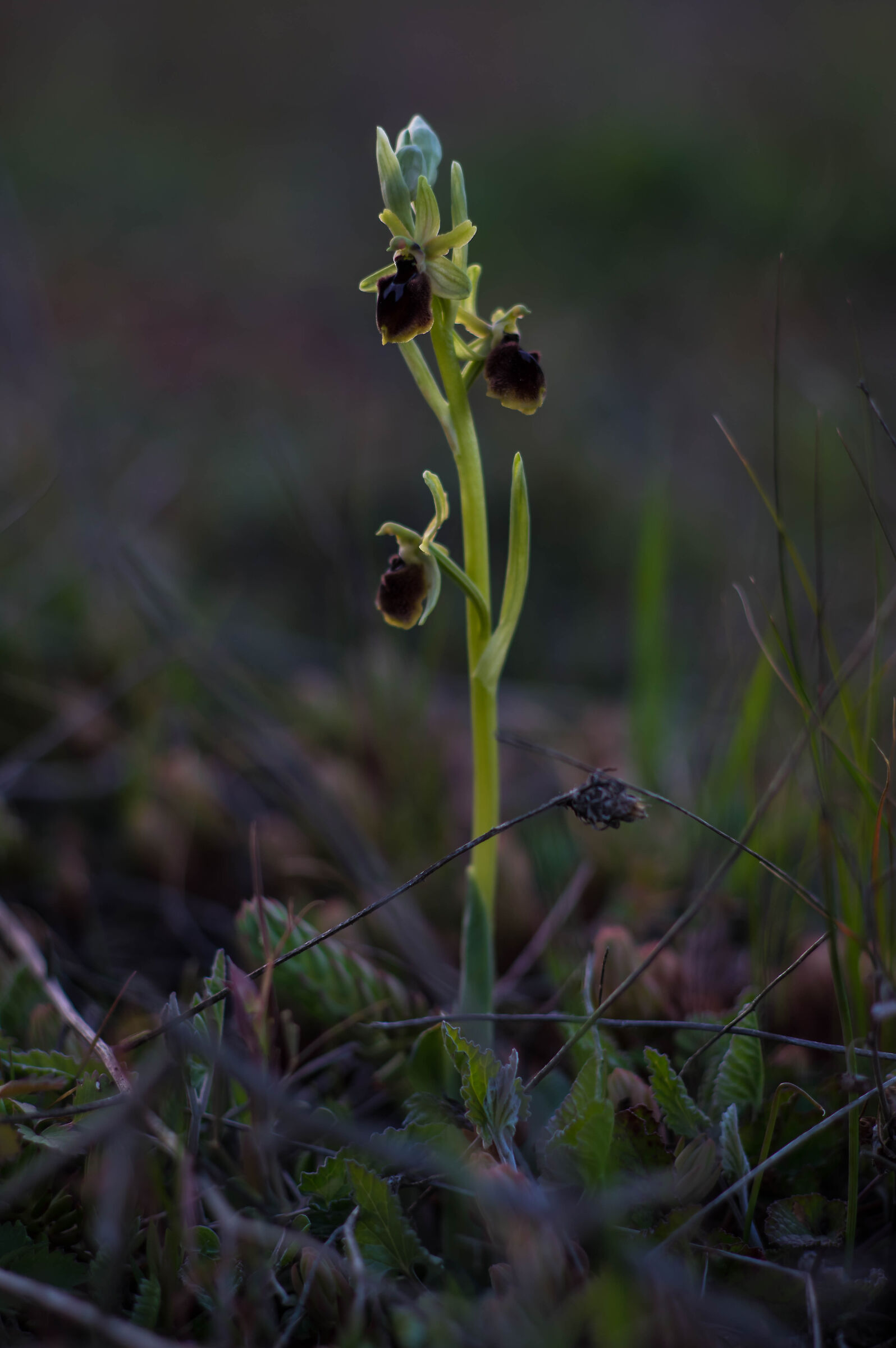 Ophrys spp.