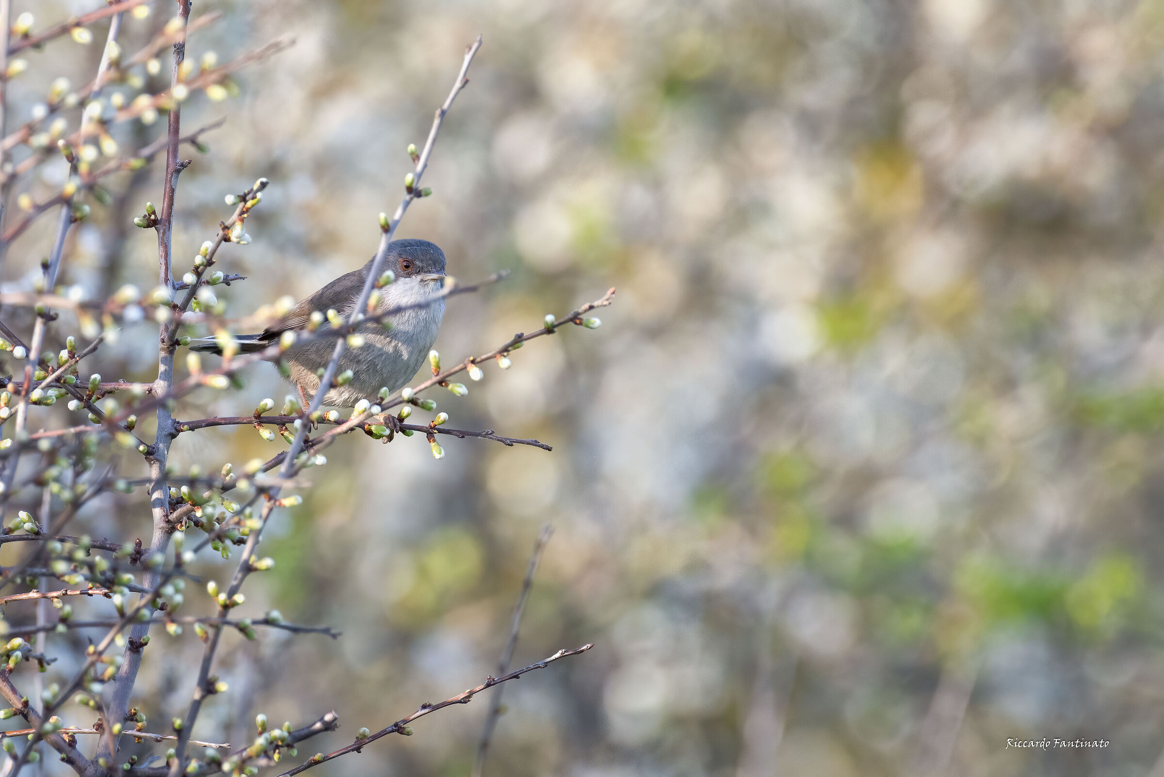 Occhiocotto nel Biancospino