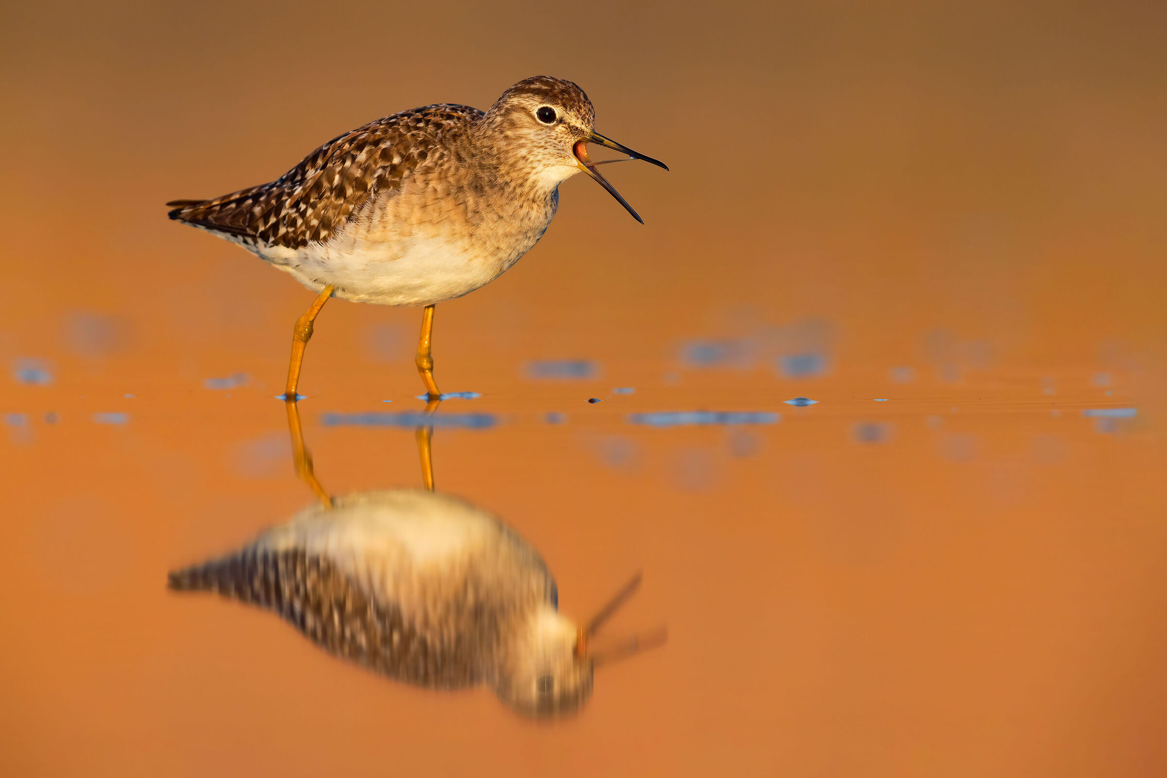 Piro Piro Boschereccio