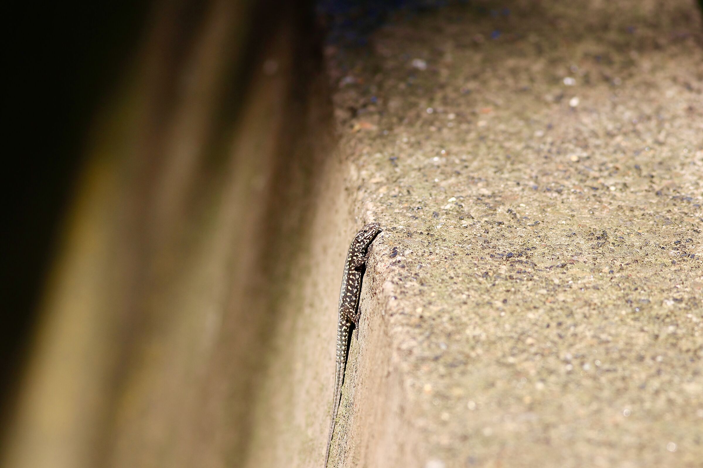 wall lizard
