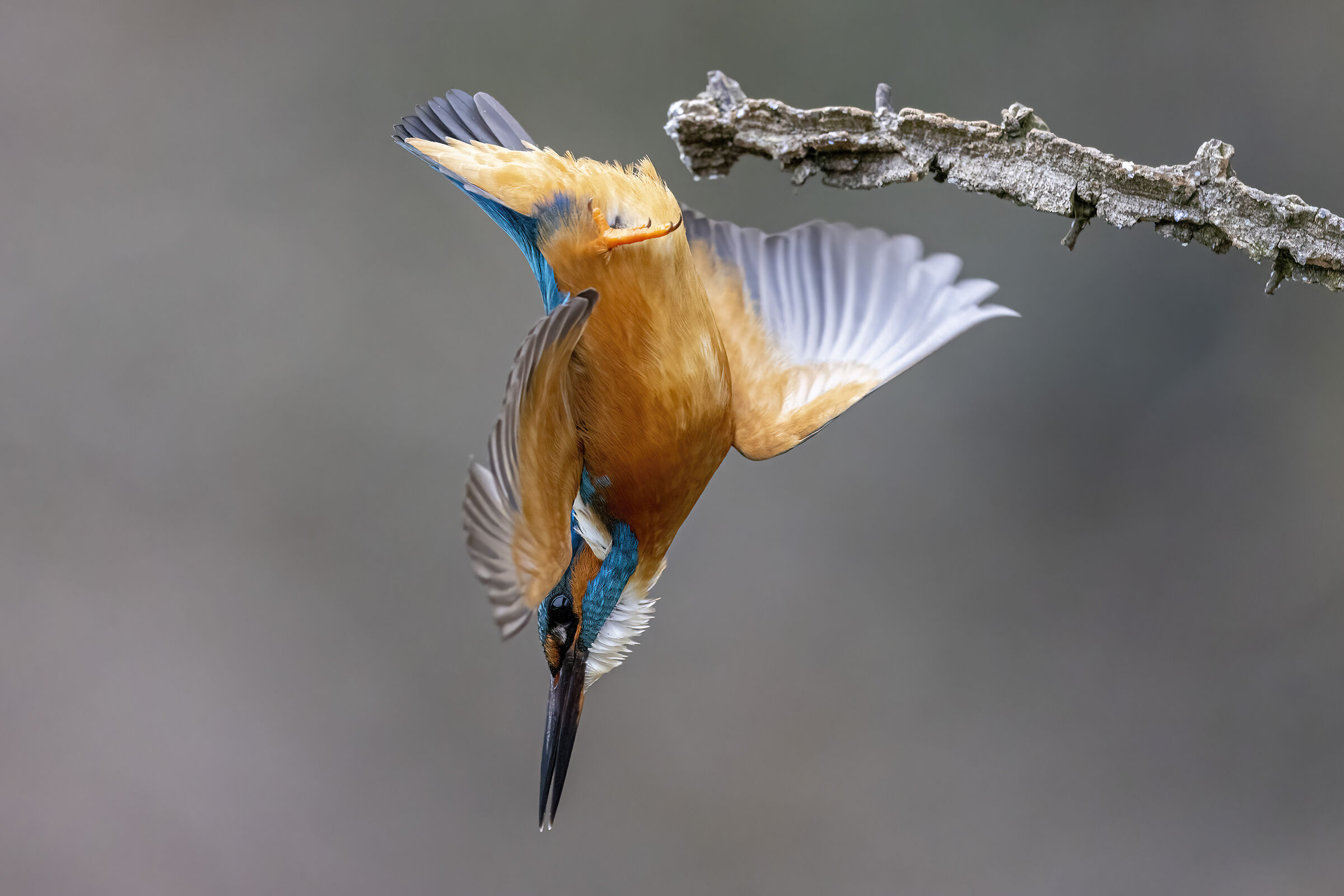 il tuffo del martino