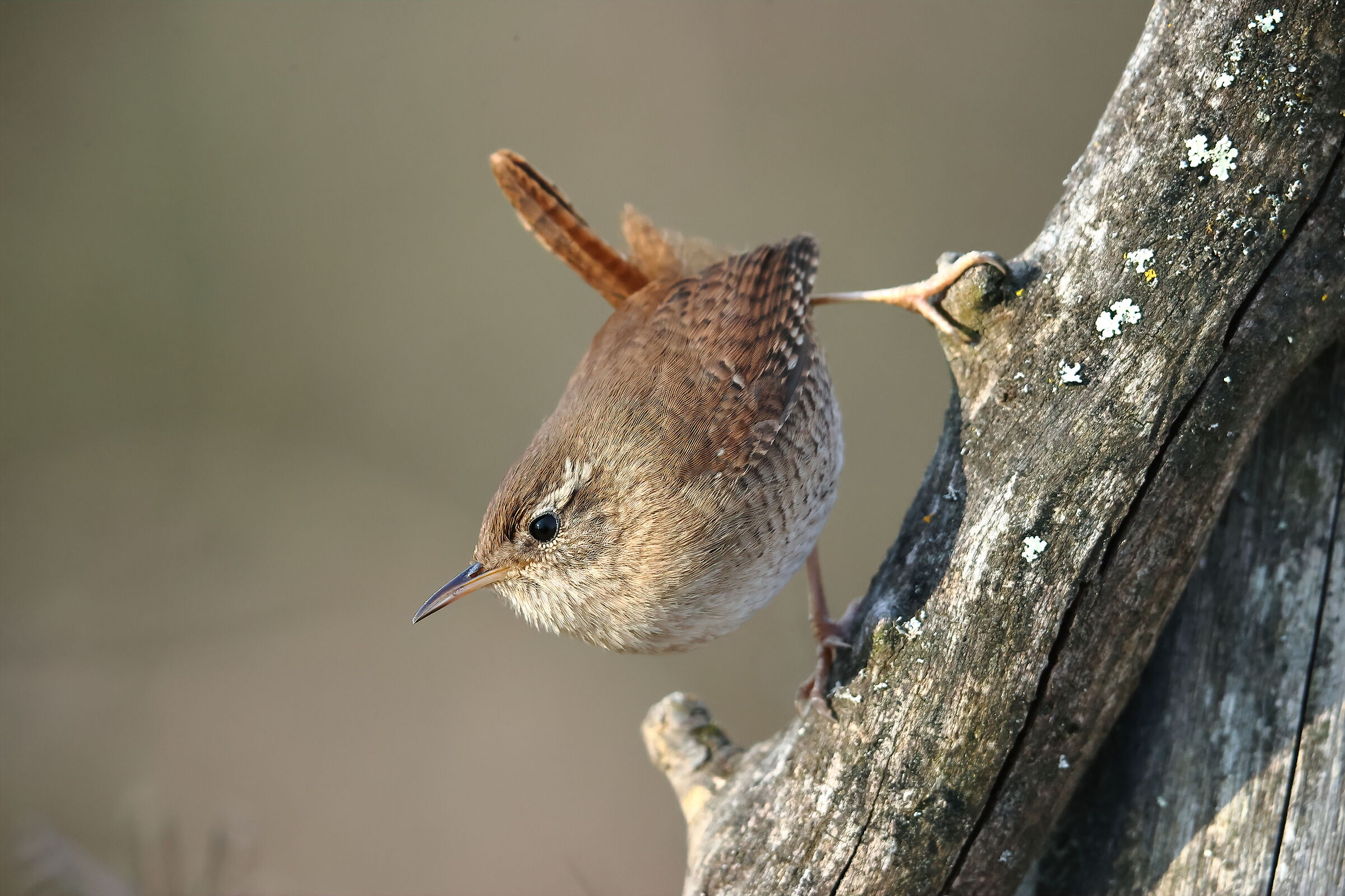 Wren m.