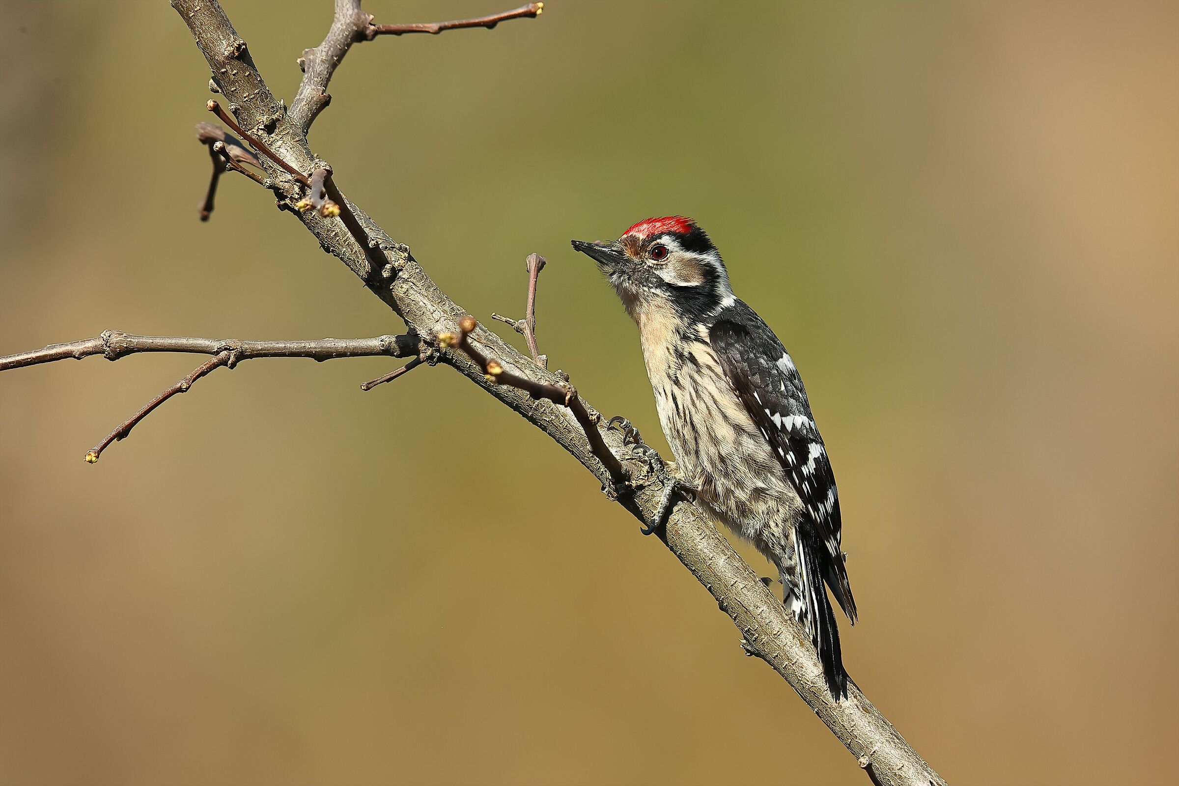 Lesser red woodpecker m.