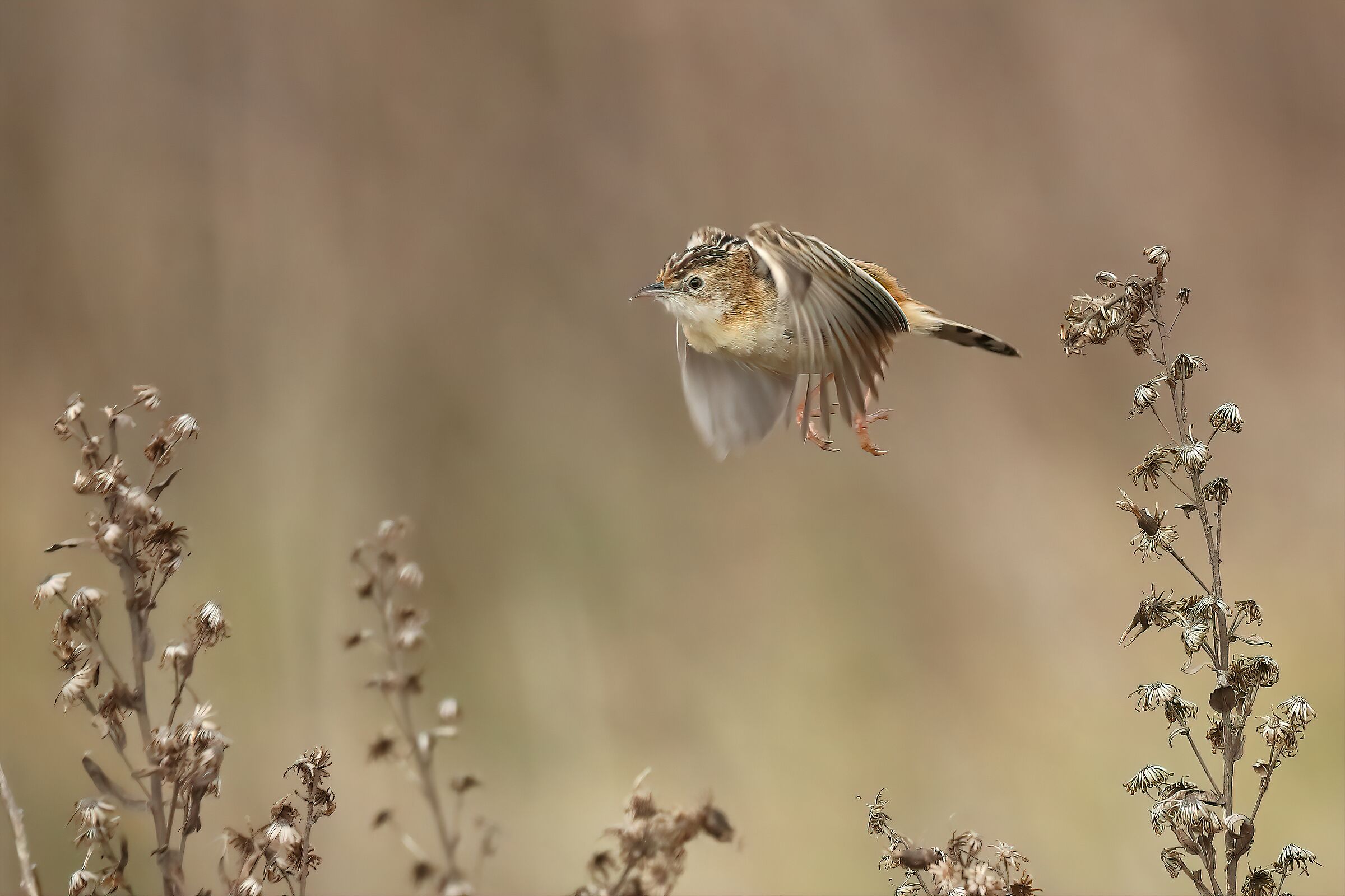 Flycatcher